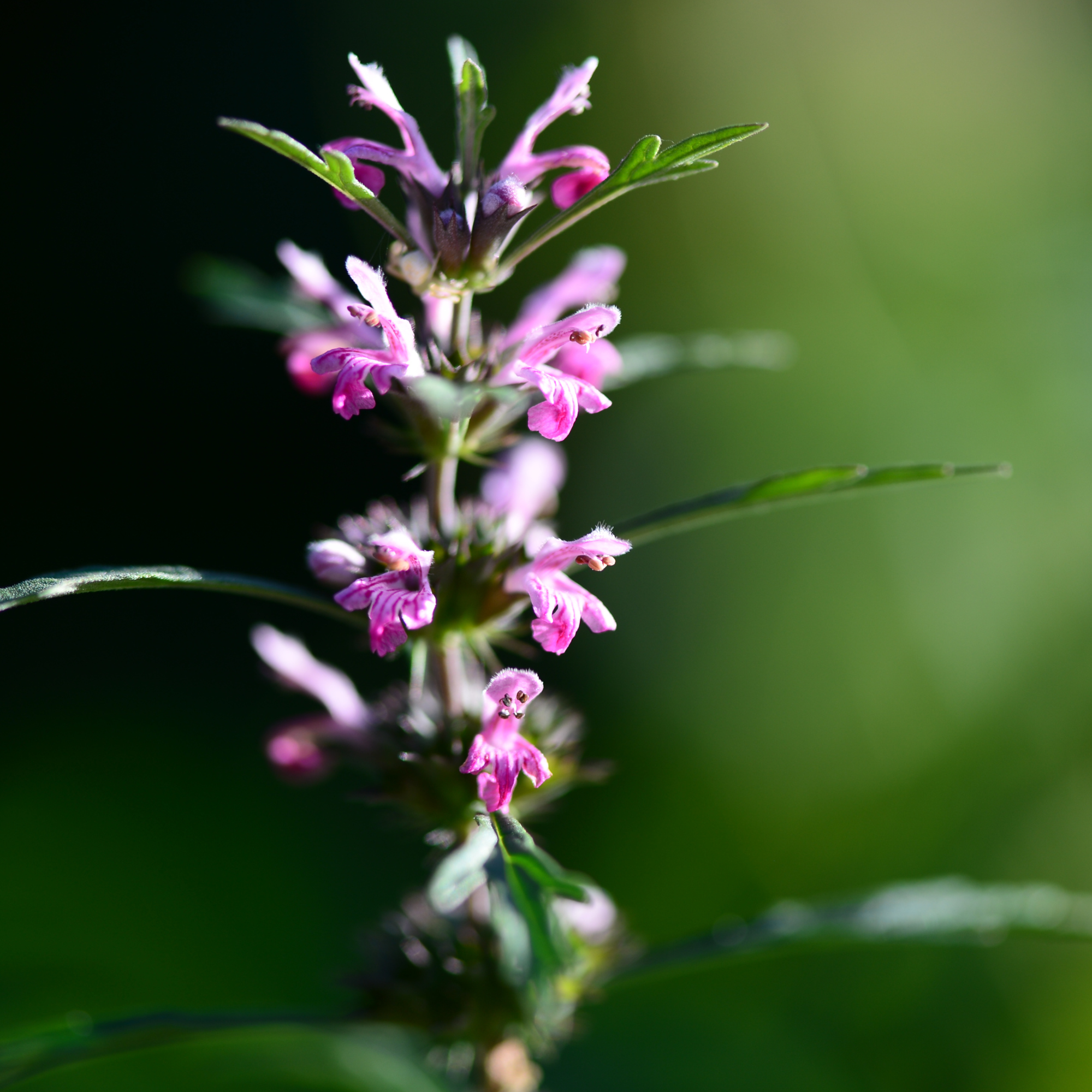 Motherwort Tarot Seed Packet