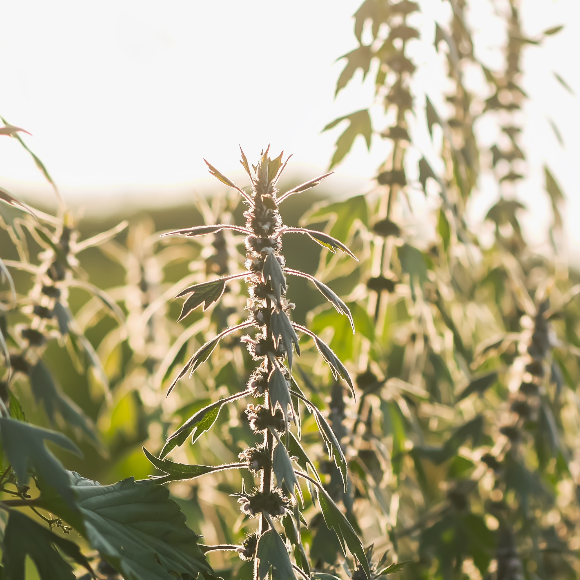 Motherwort Tarot Seed Packet