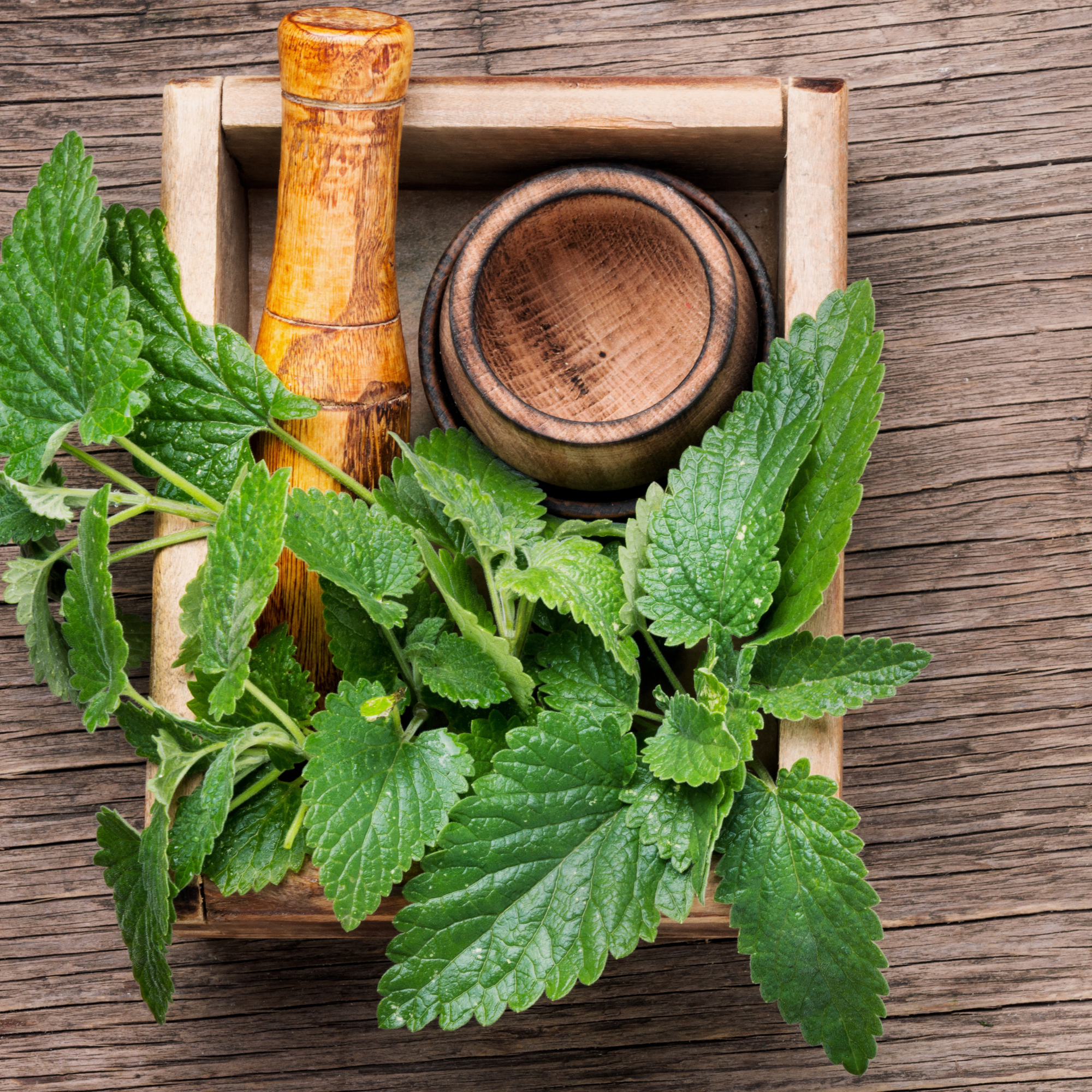 Lemon Balm Tarot Seed Packet