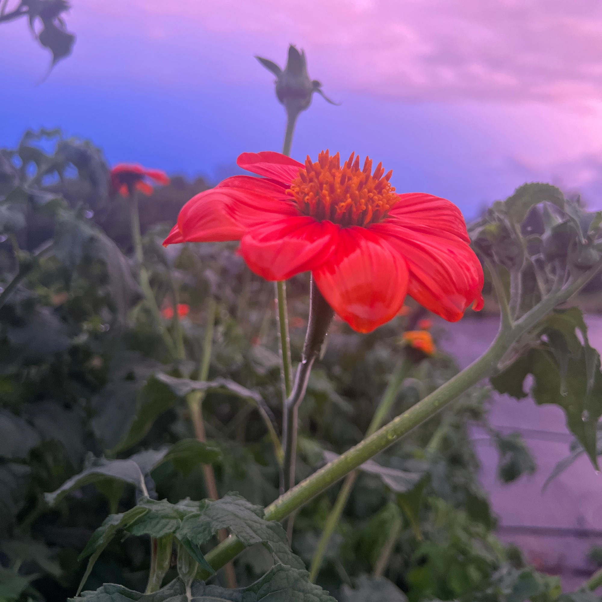 Mexican Sunflower Tarot Seed Packet