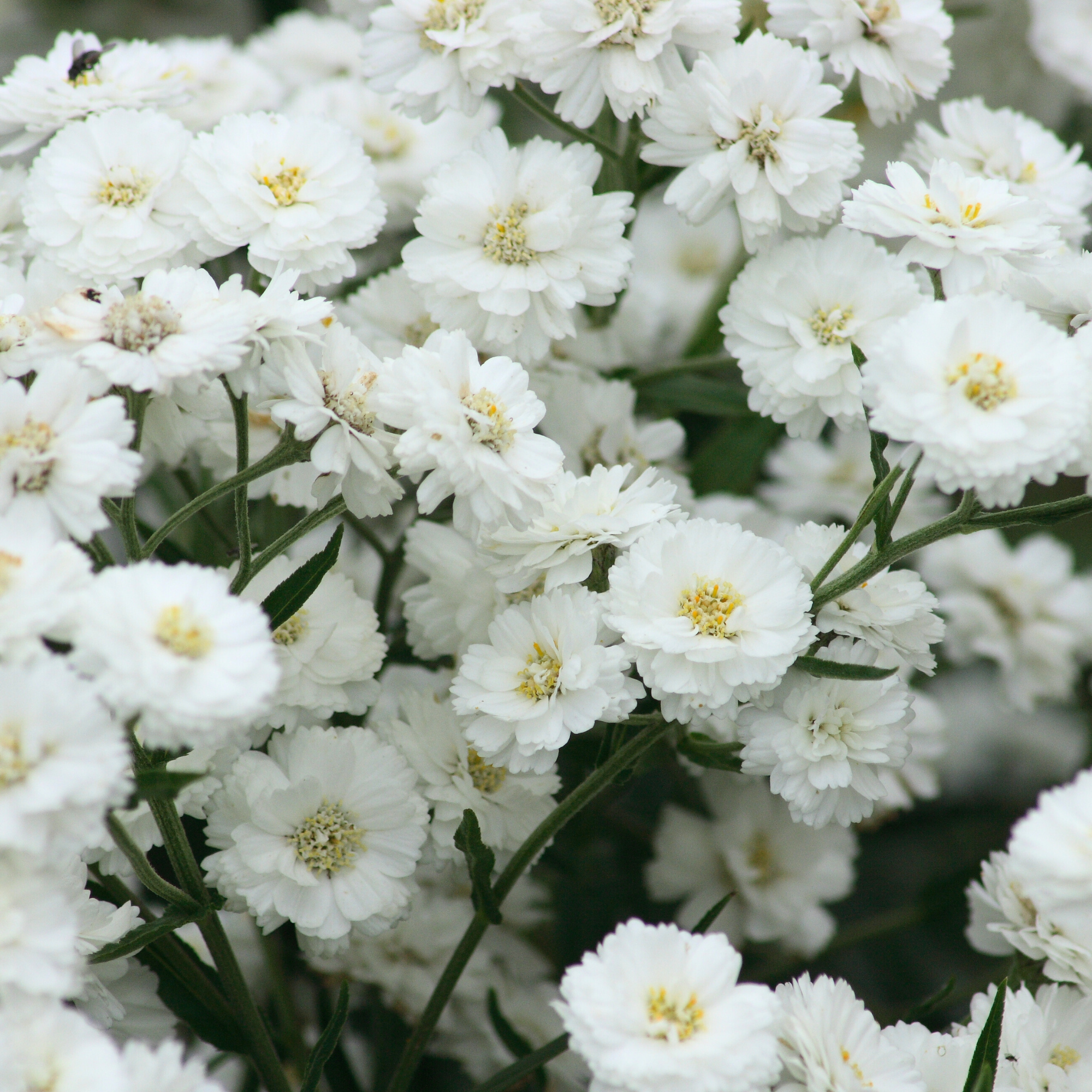 Pearl Yarrow Tarot Seed Packet