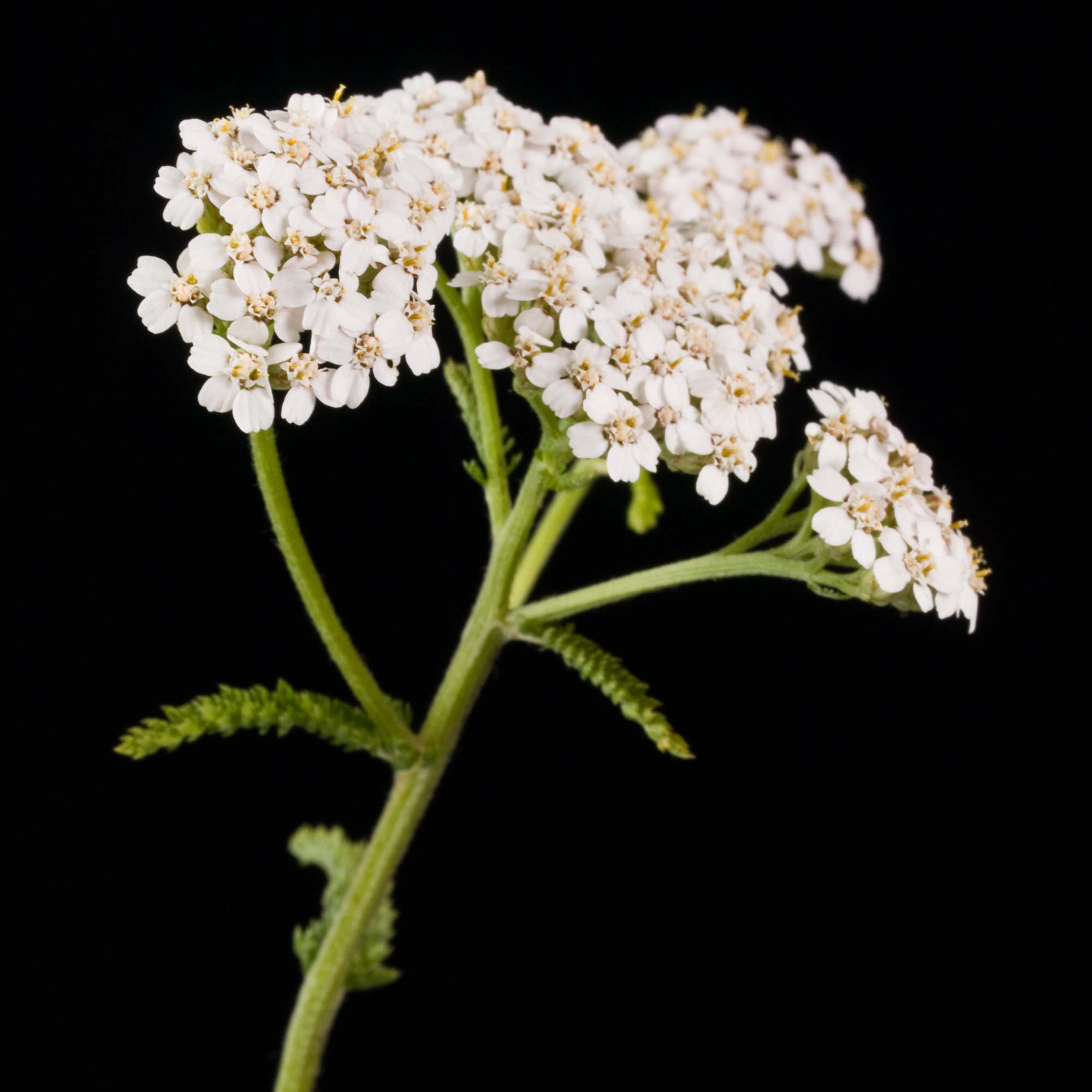 Pearl Yarrow Tarot Seed Packet