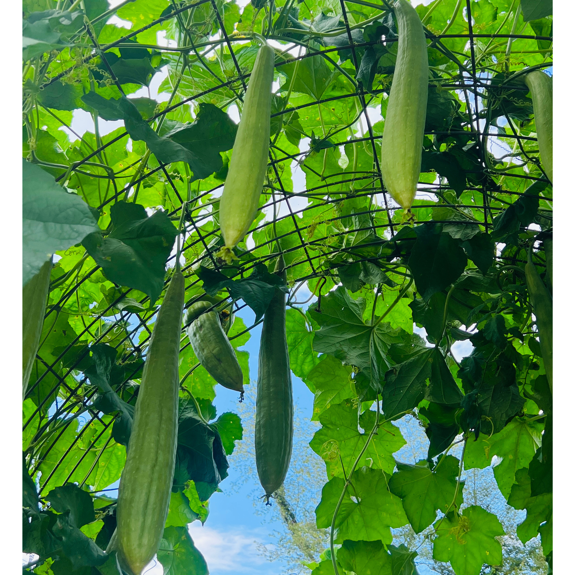 Luffa Gourd Tarot Seed Packet