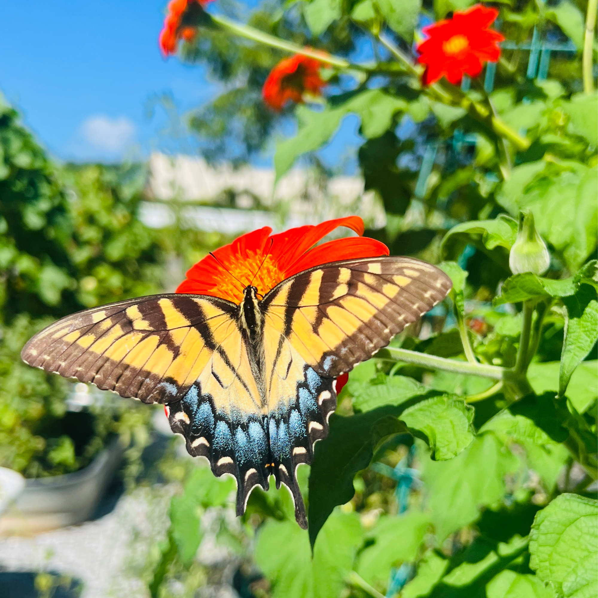 Mexican Sunflower Tarot Seed Packet