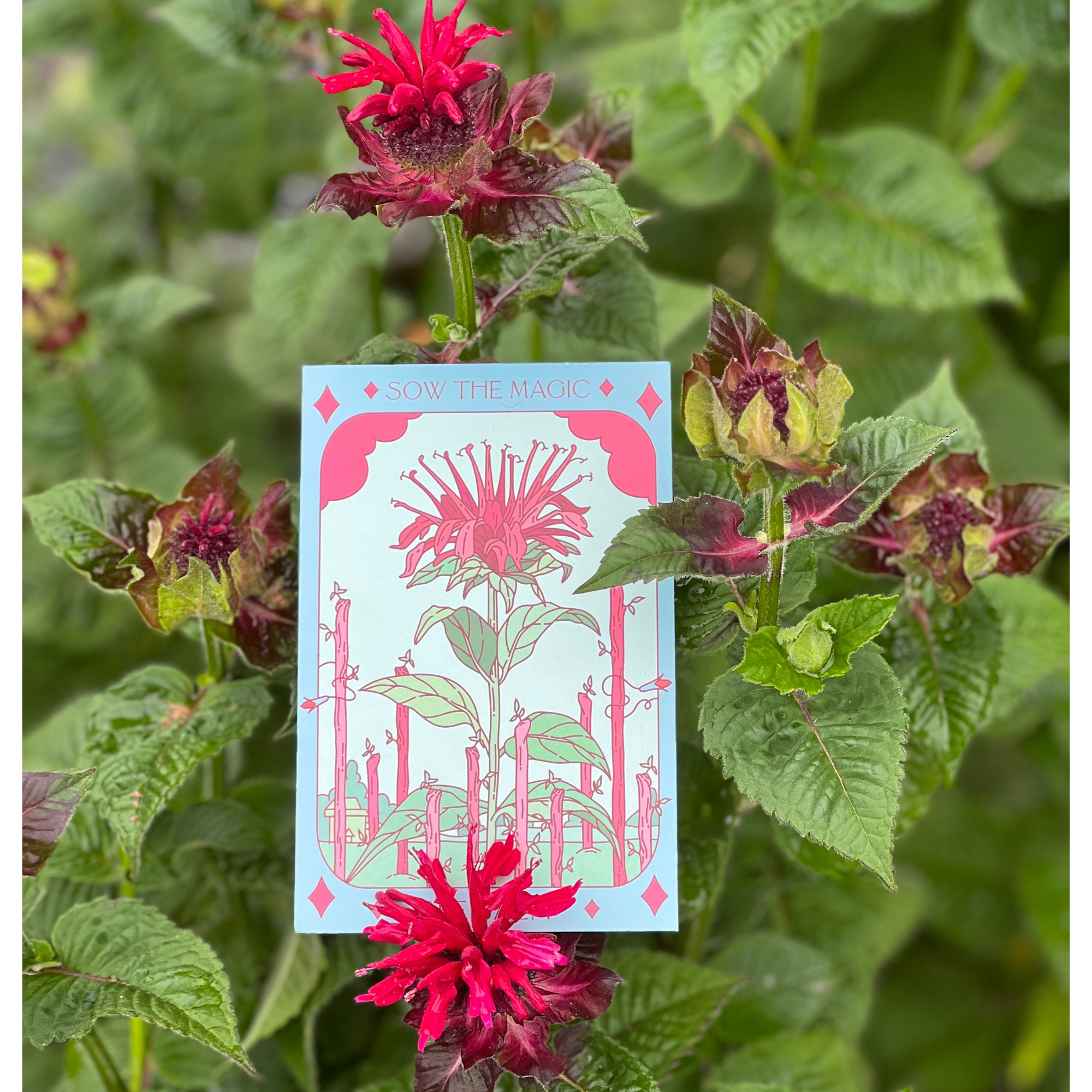 Bee Balm Tarot Seed Packet - Thumbnail 4