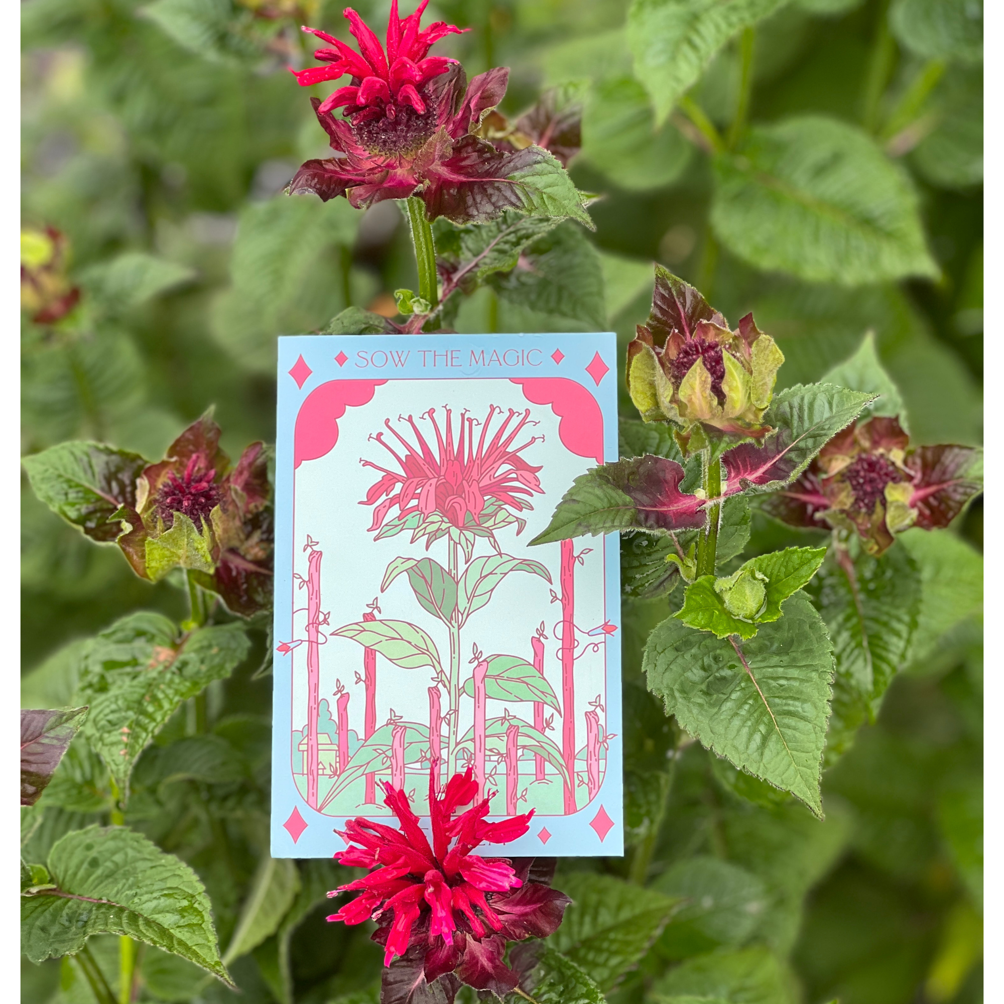 Bee Balm Tarot Seed Packet