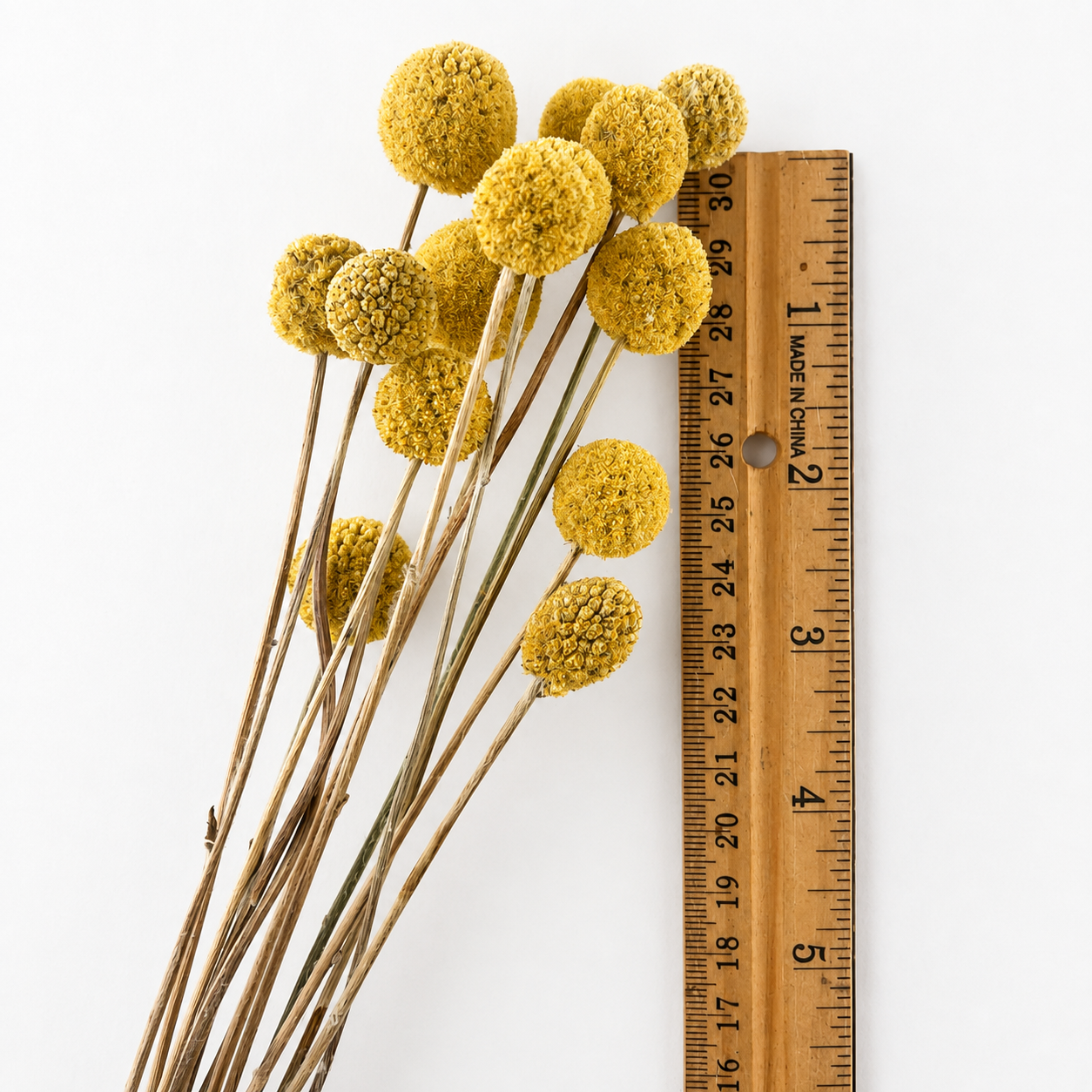 Yellow dried Billy Buttons flower heads displayed beside a ruler for size reference