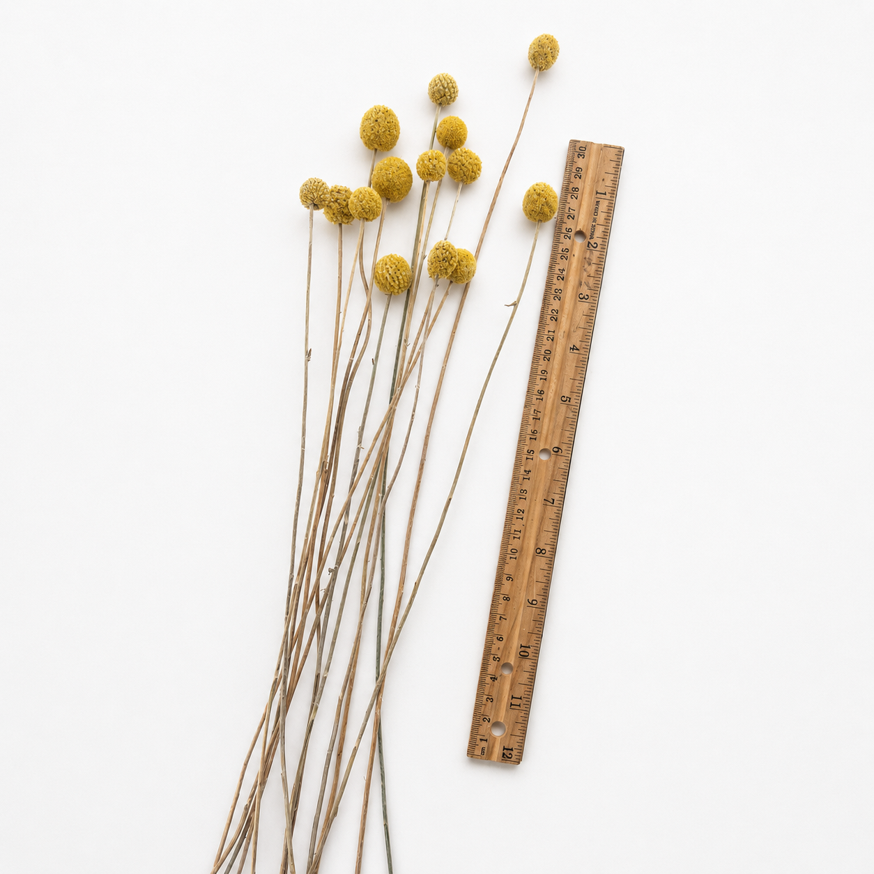 Long dried Billy Buttons stems displayed beside a ruler to show approximate length