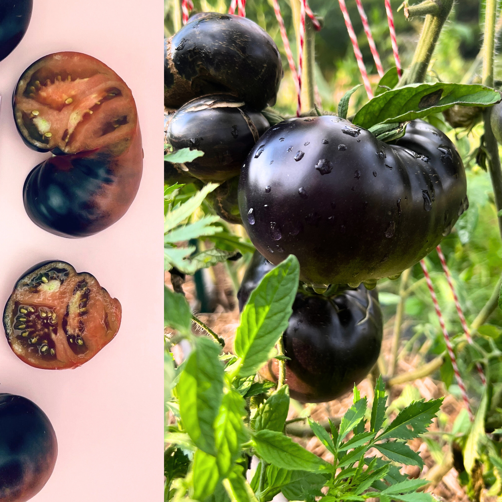 Black Beauty tomatoes shown sliced and growing on the vine, split image