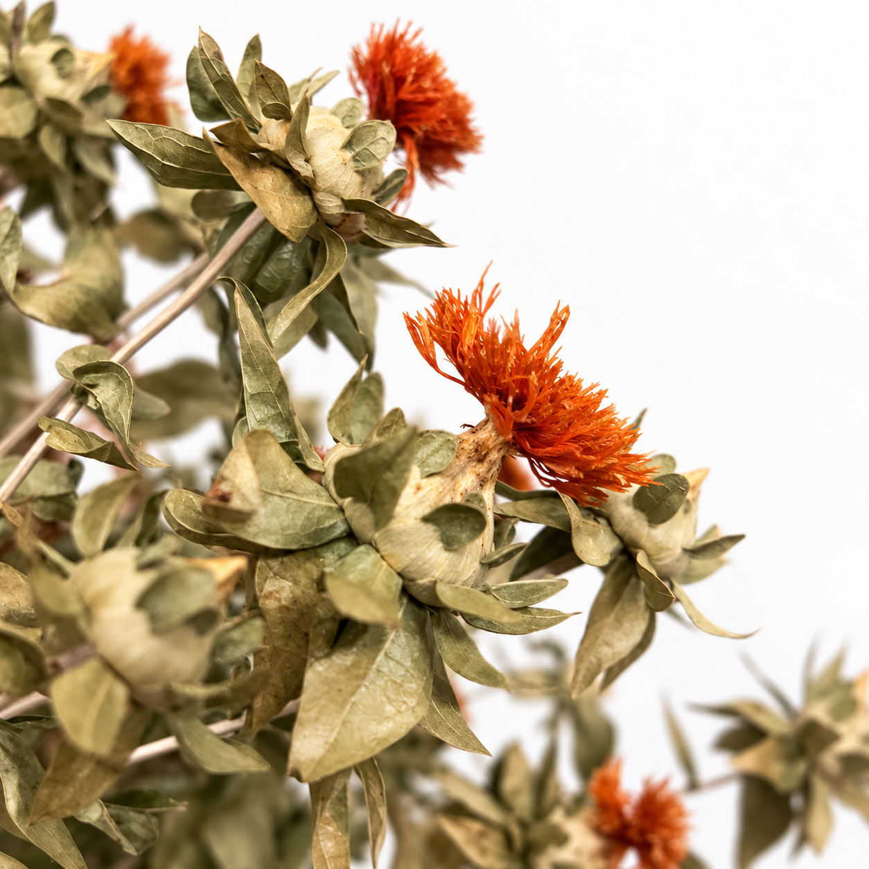 Close-up of burnt-orange dried safflower blooms, pale seed heads and naturally textured leaves