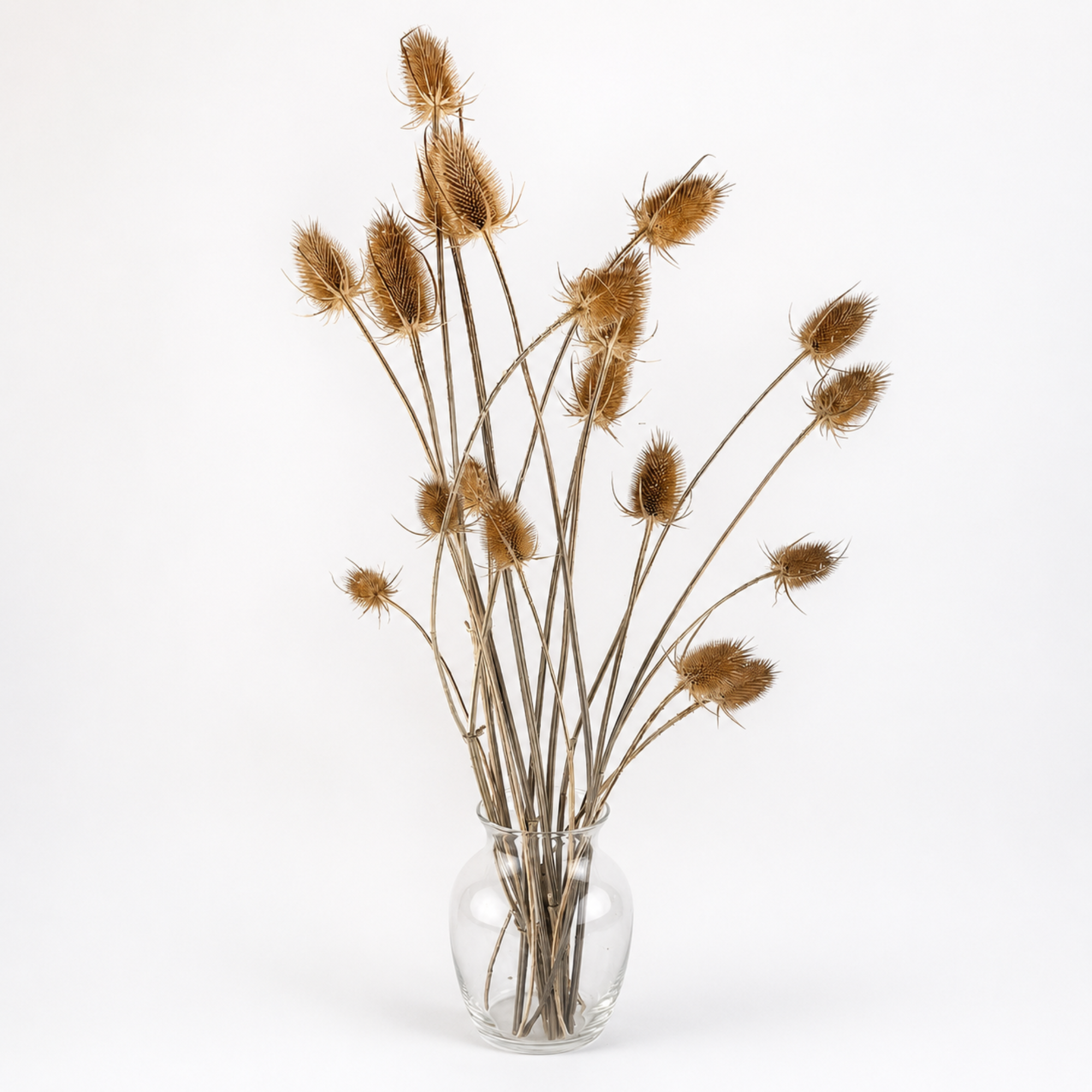 Farm-grown dried wild teasel stems arranged in a clear glass vase.