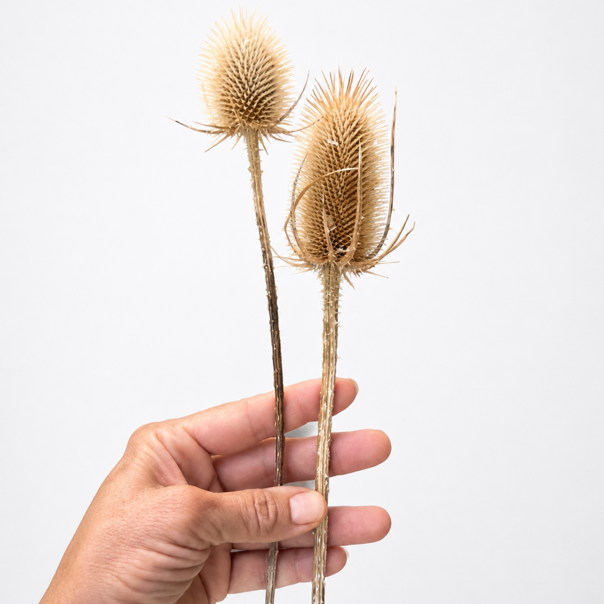 Two farm-grown dried wild teasel stems held by hand against a clean white background.