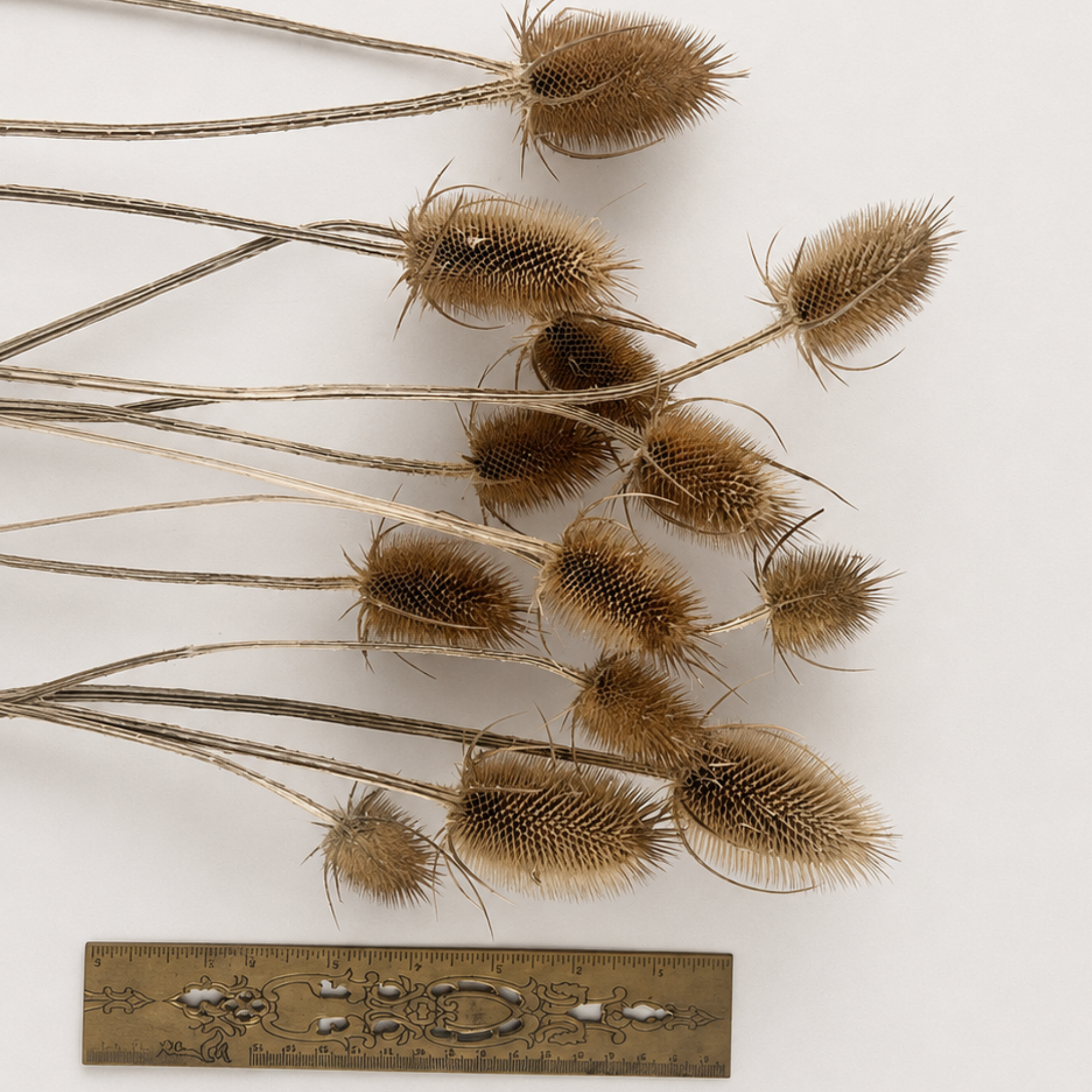 Assorted dried wild teasel stems laid flat beside a ruler to show their natural sizes.