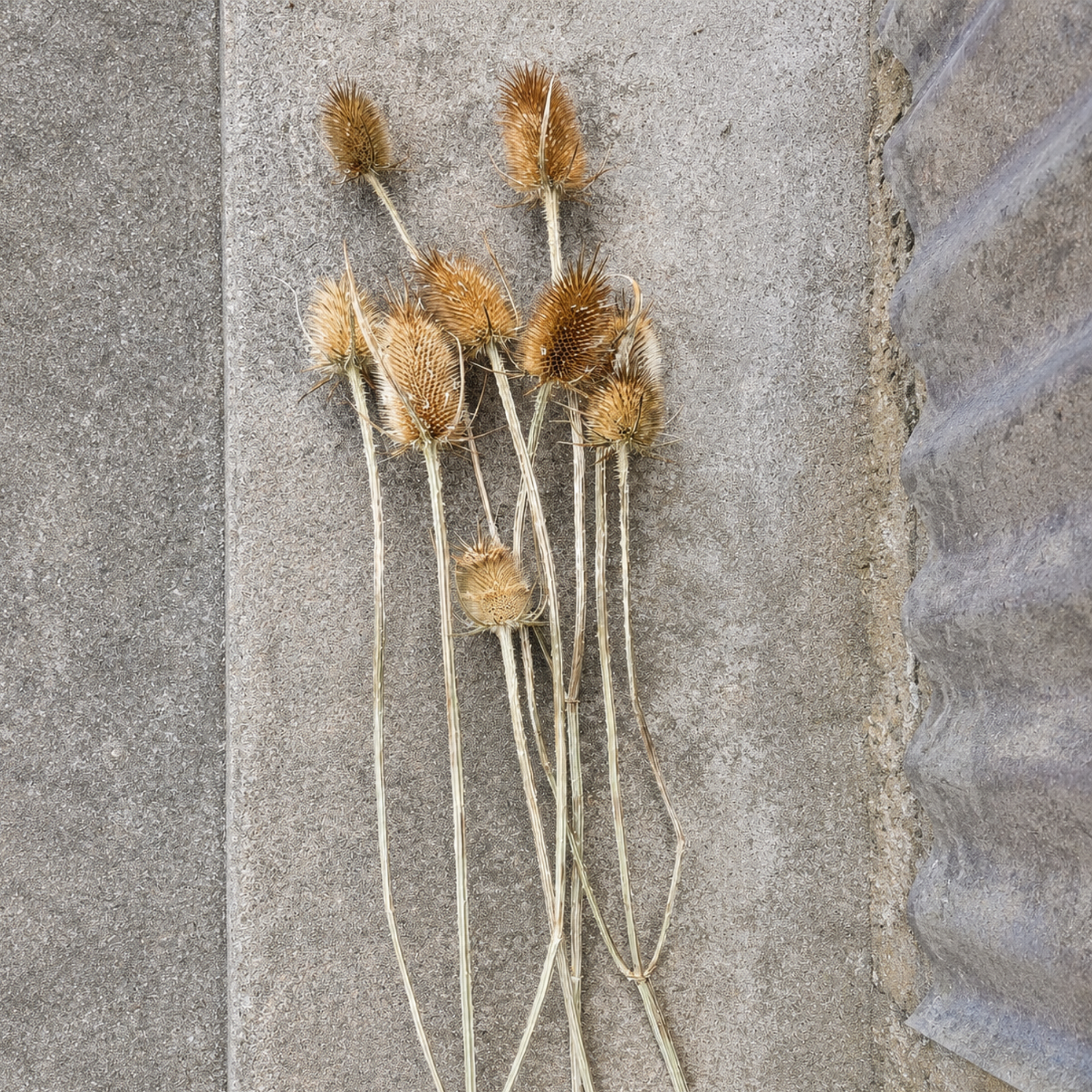 Bundle of dried wild teasel stems laid on textured concrete outdoors.