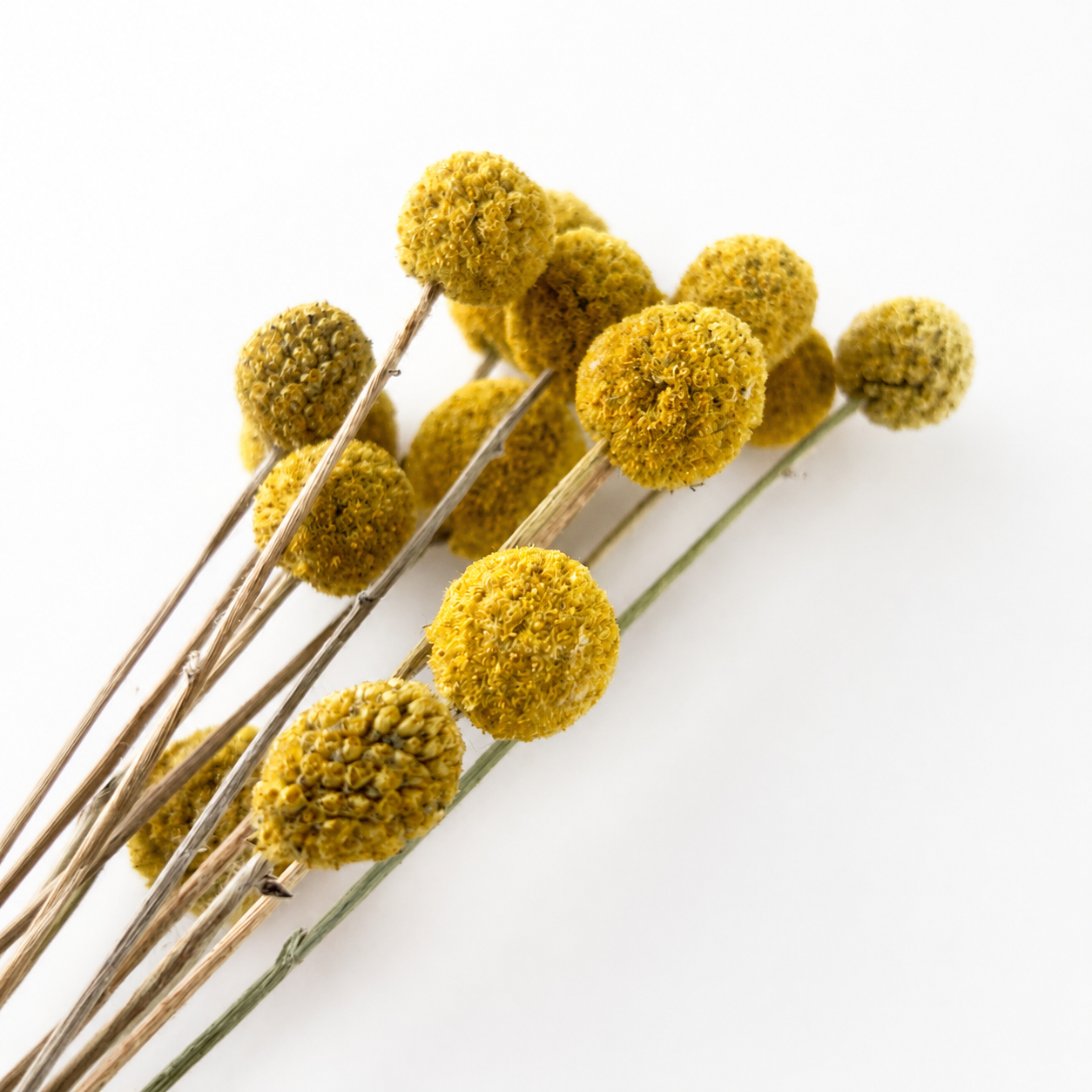 Close-up of natural yellow dried Billy Buttons flowers with round textured heads