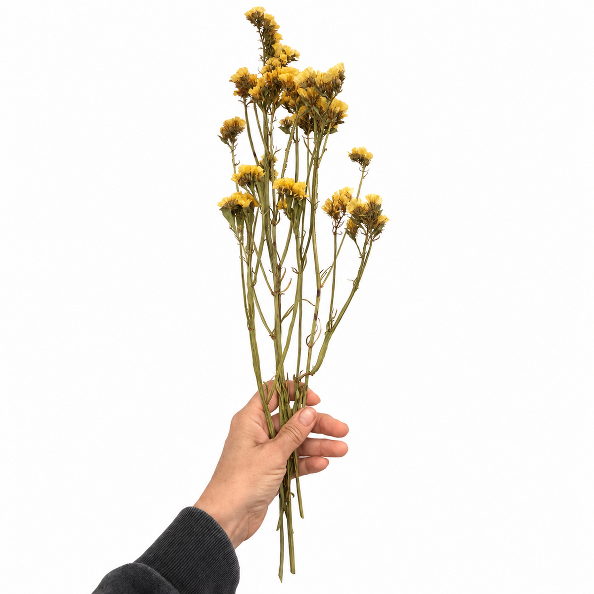 Hand holding a bundle of dried yellow statice flowers against a clean white background