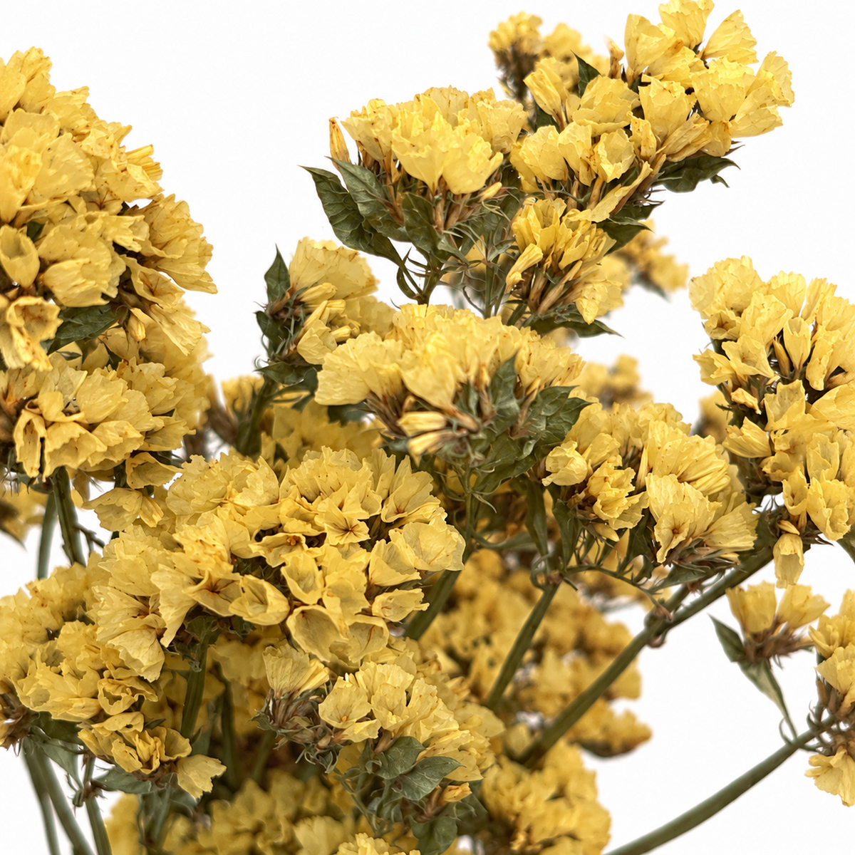 Close-up of naturally dried yellow statice blossoms showing their color and delicate texture