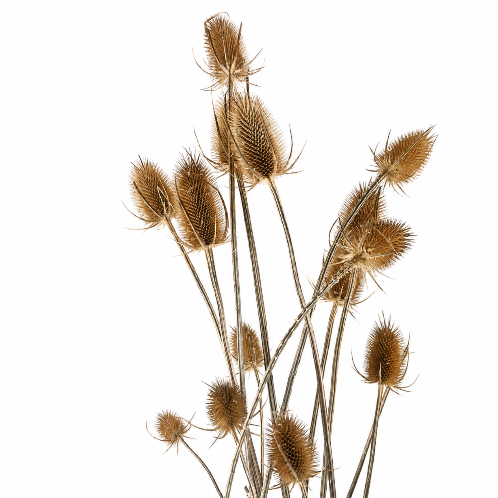 Assorted dried Wild Teasel, Dipsacus fullonum, displayed upright against a white background.