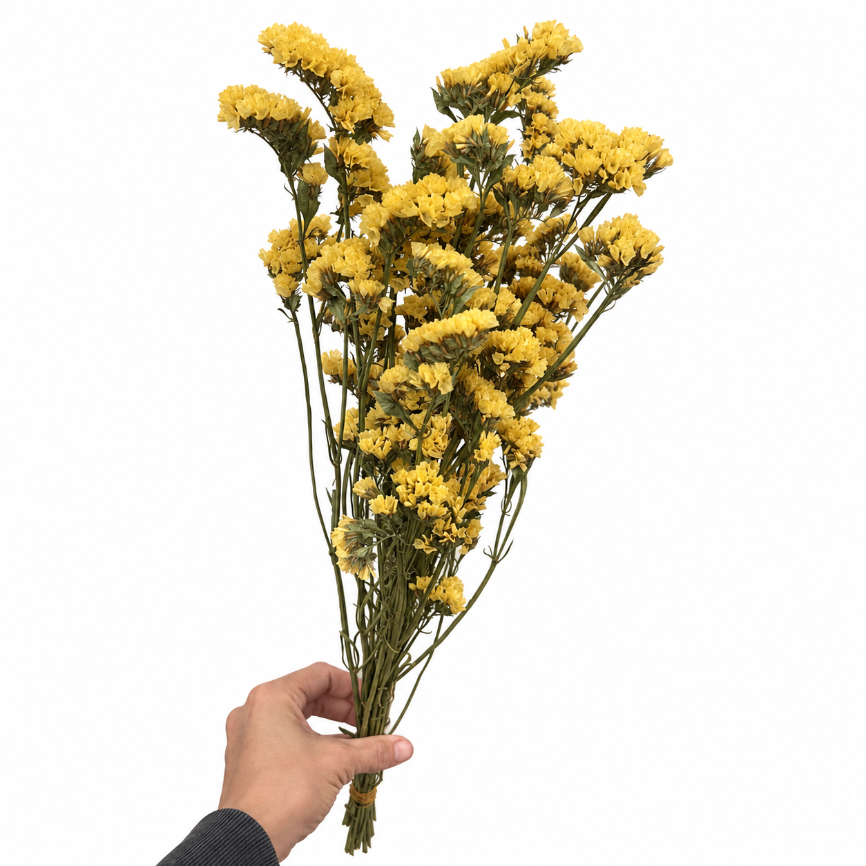 Hand holding a full multiple bundle of dried yellow statice flowers against a white background