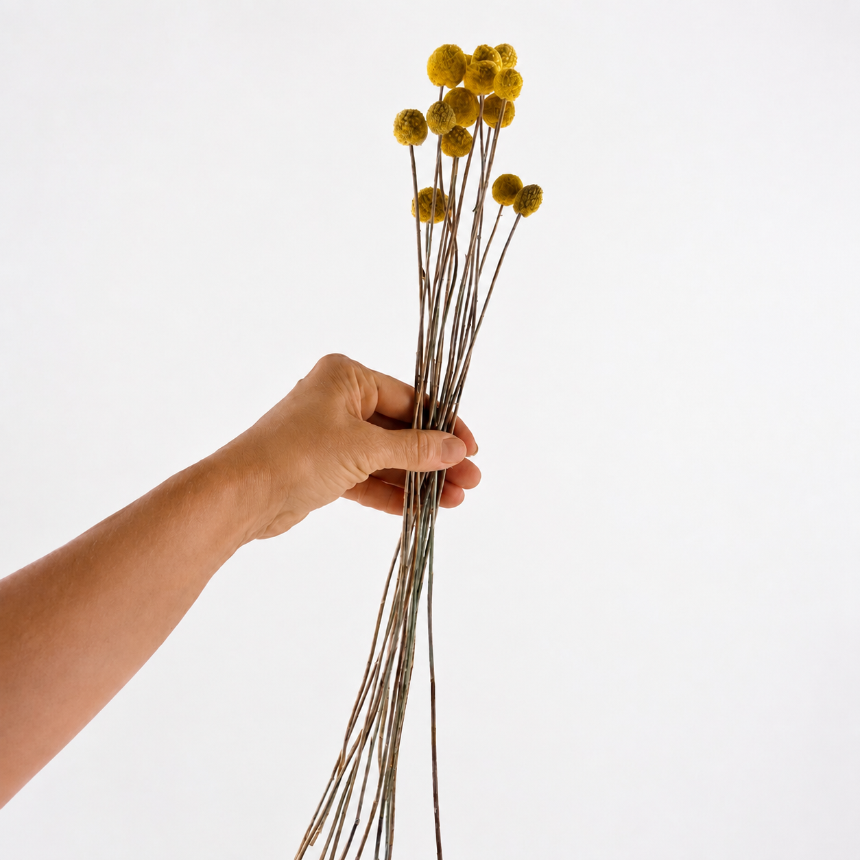 Hand holding a bundle of long-stemmed yellow dried Billy Buttons