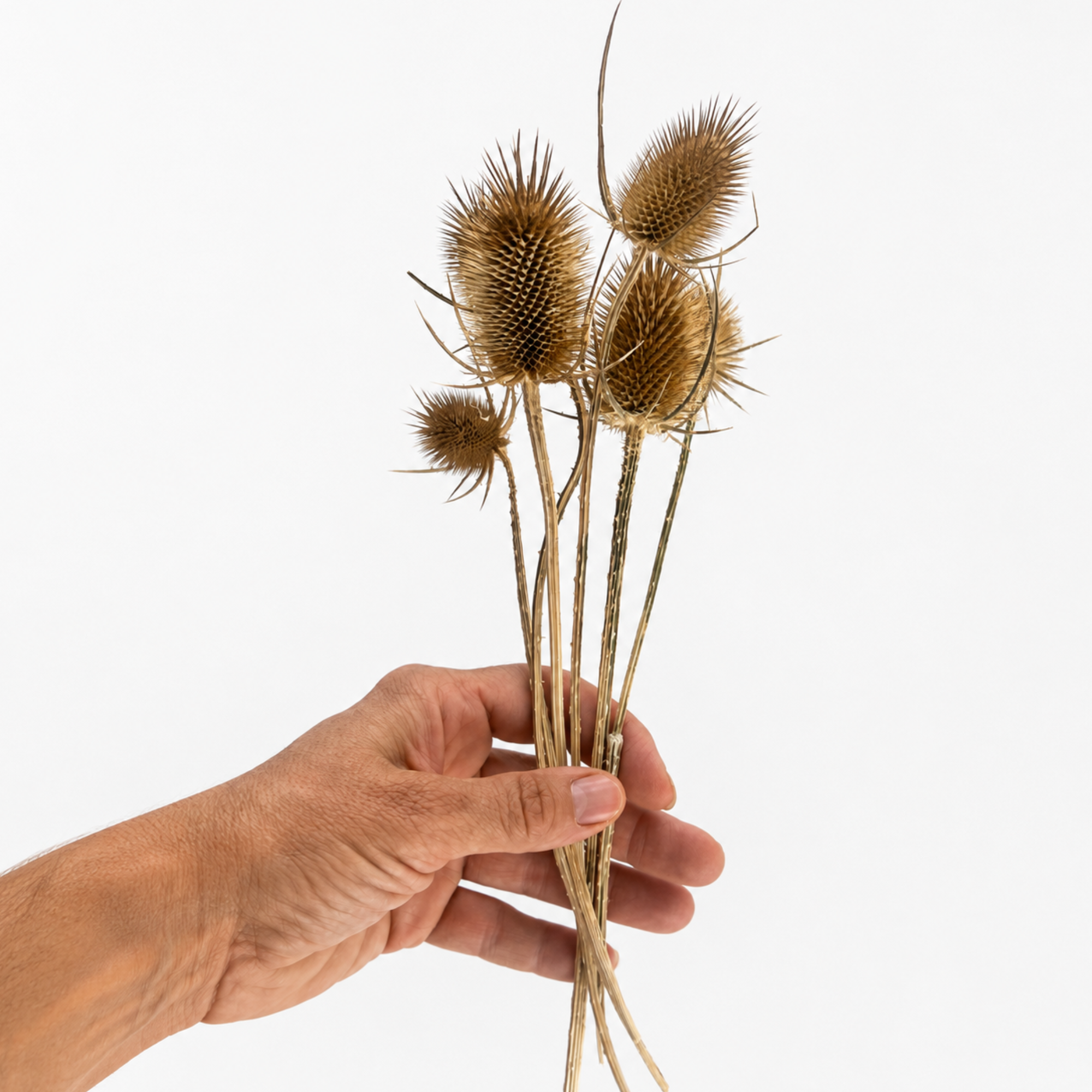 Bundle of farm-grown dried wild teasel stems held by hand against a white background.