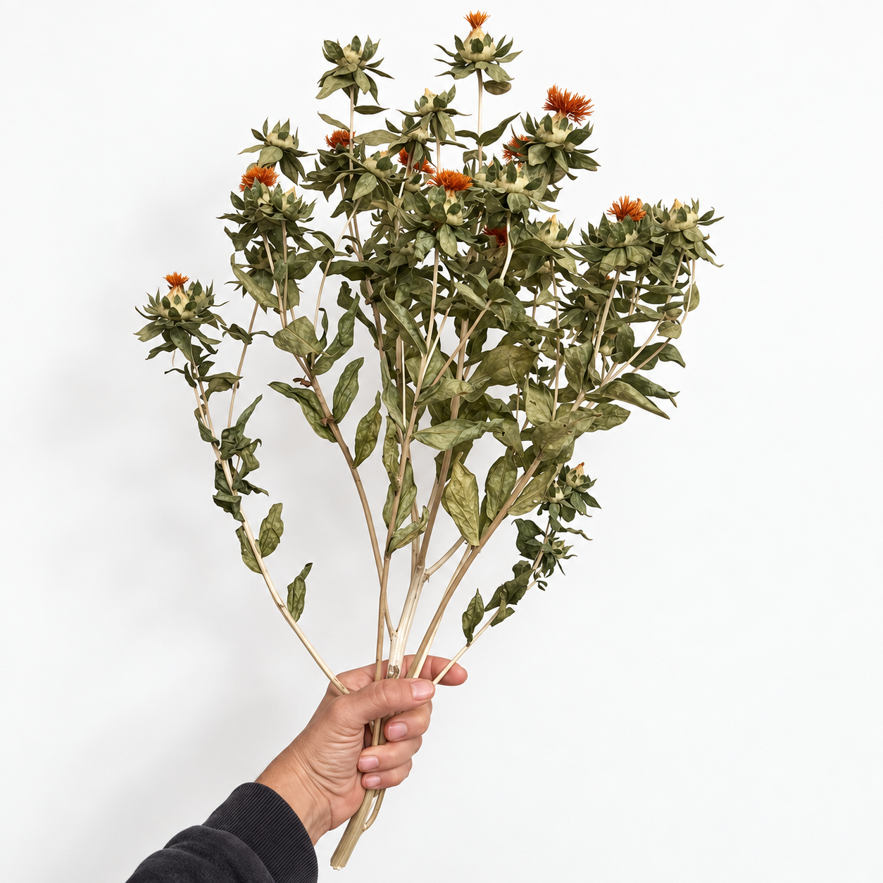 Hand holding a large branching dried safflower stem with burnt-orange blooms against a white background