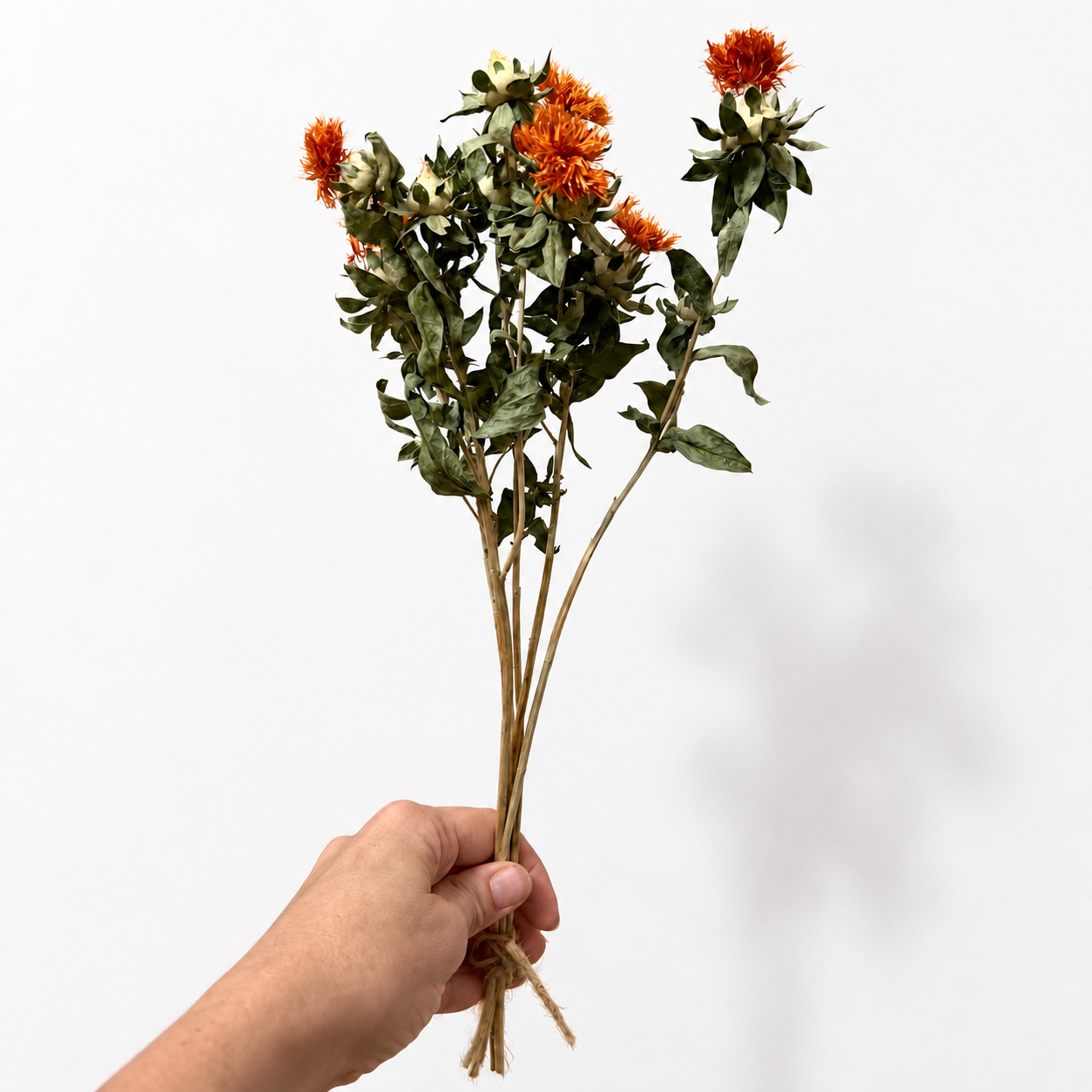 Hand holding a tall dried safflower stem with multiple branching runners and burnt-orange blooms