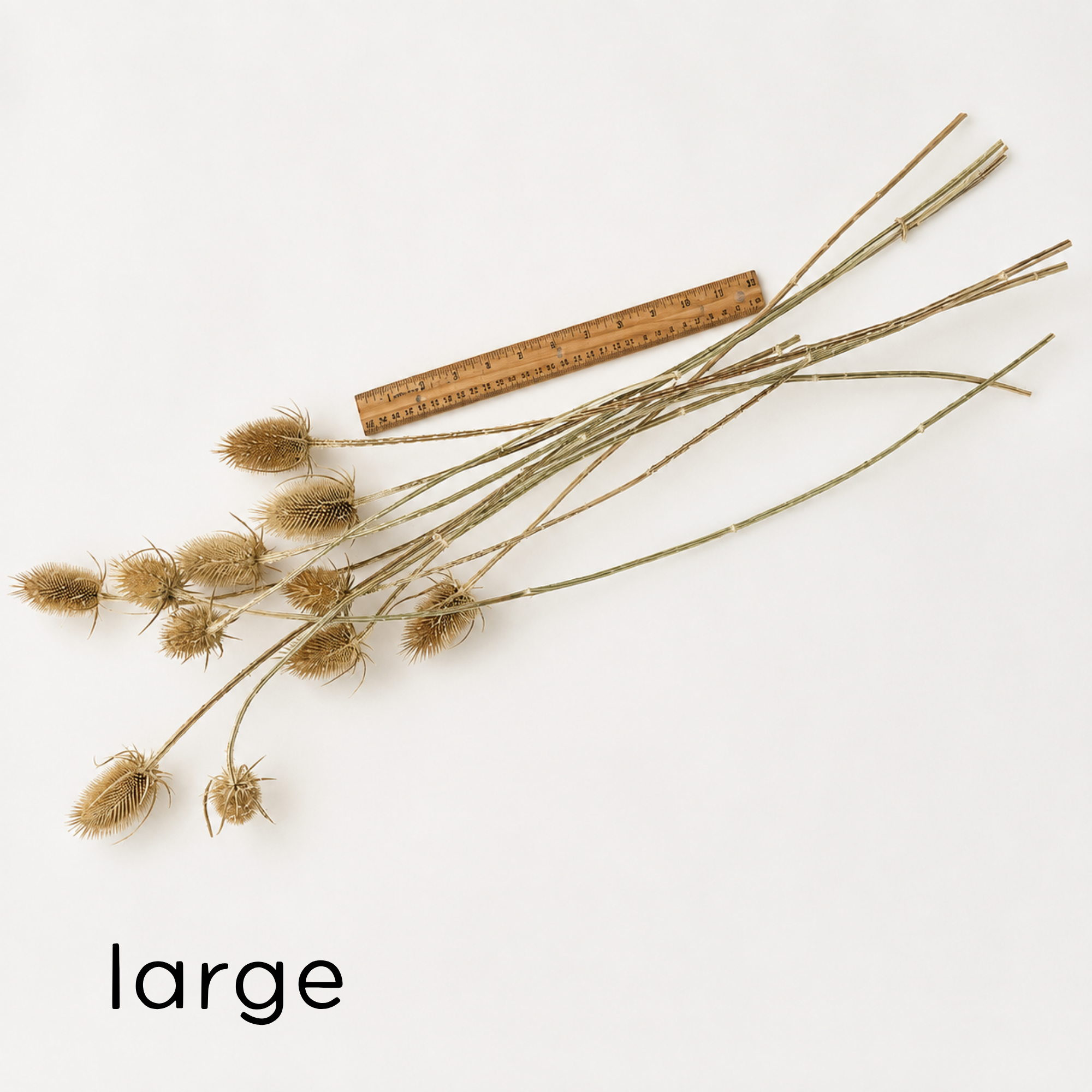 Large dried wild teasel stems measuring approximately 13–18 inches beside a ruler.
