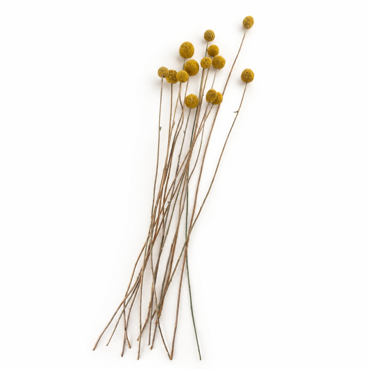 Full-length natural dried Billy Buttons flowers arranged on a white background
