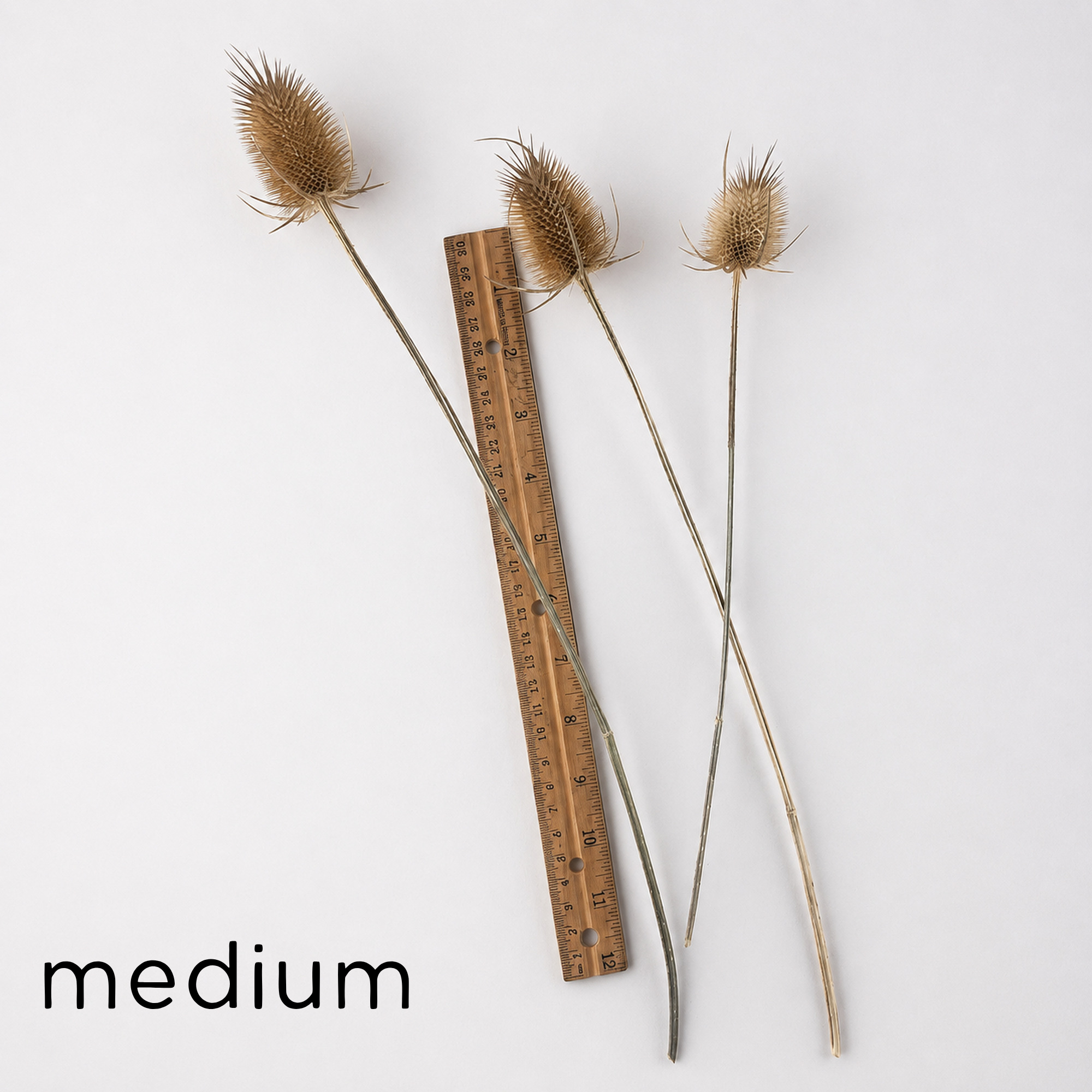 Medium dried wild teasel stems measuring approximately 9–13 inches beside a ruler.