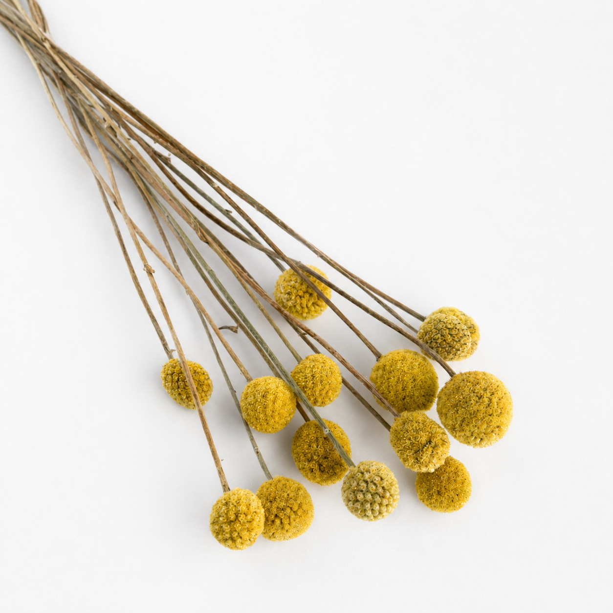 Natural yellow dried Billy Buttons stems arranged on a white background