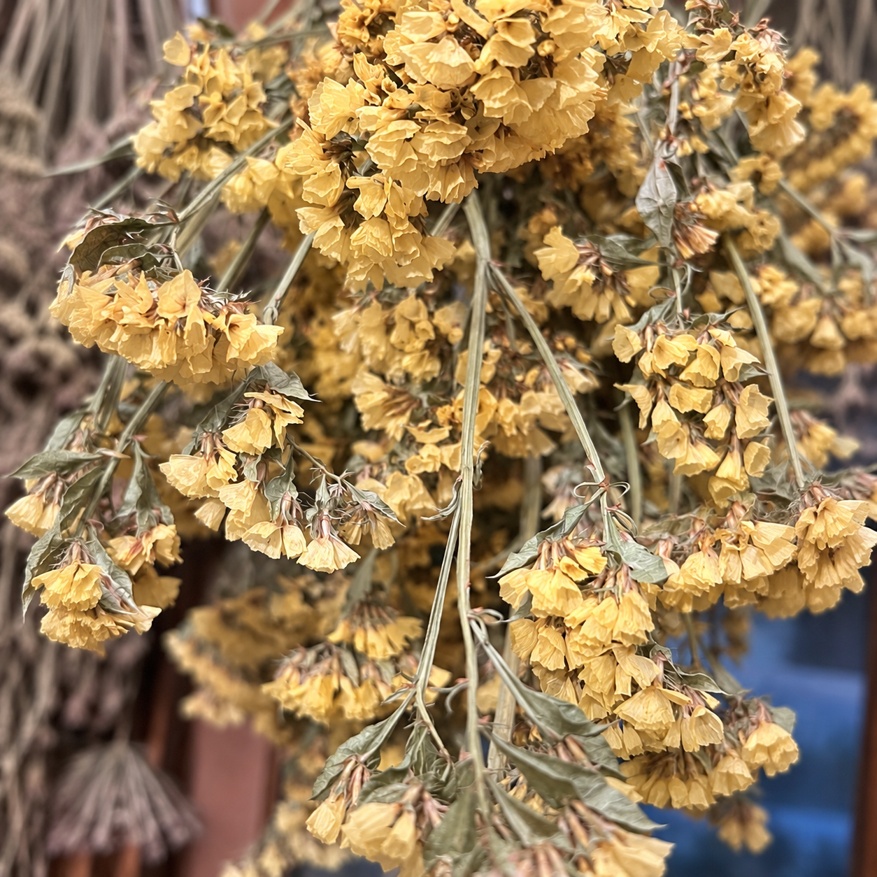 Detailed close-up of dried yellow statice flowers with natural green stems and foliage