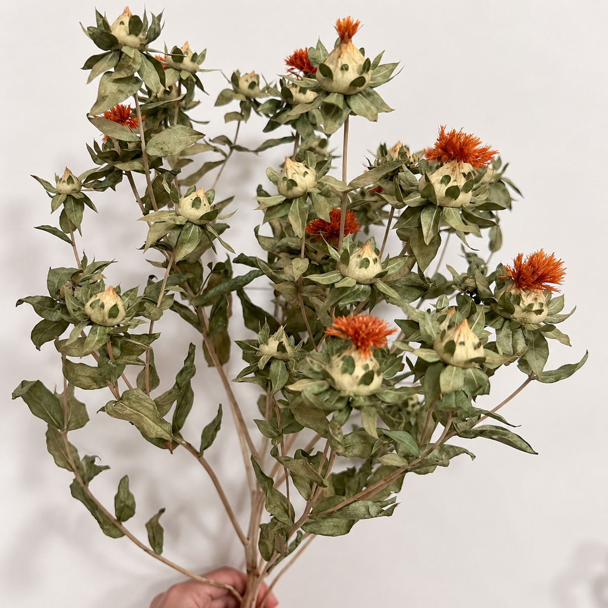 Detailed view of a branching dried safflower stem with muted green leaves, natural seed heads and burnt-orange flowers