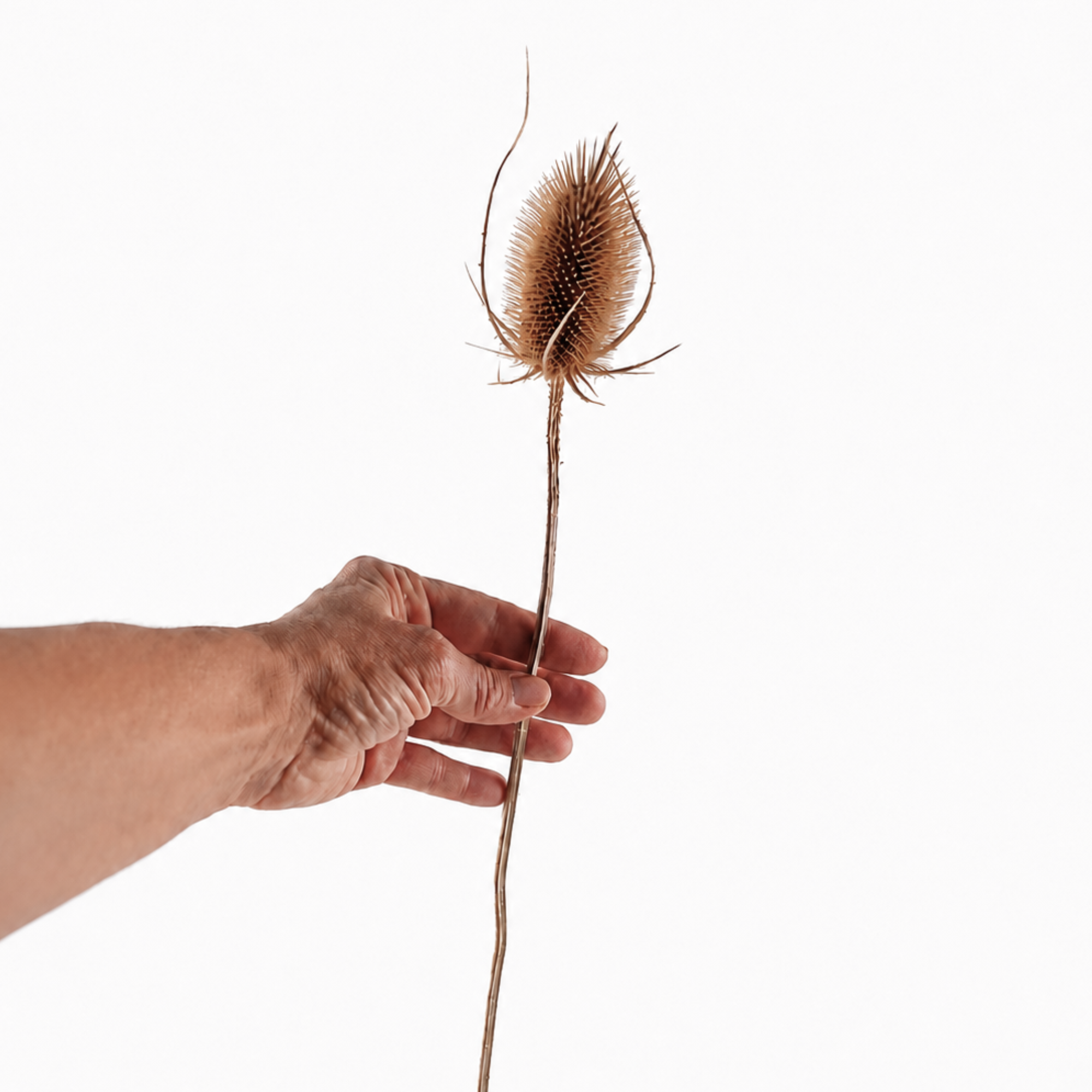 Single dried wild teasel stem held by hand to show its natural seed head and length.