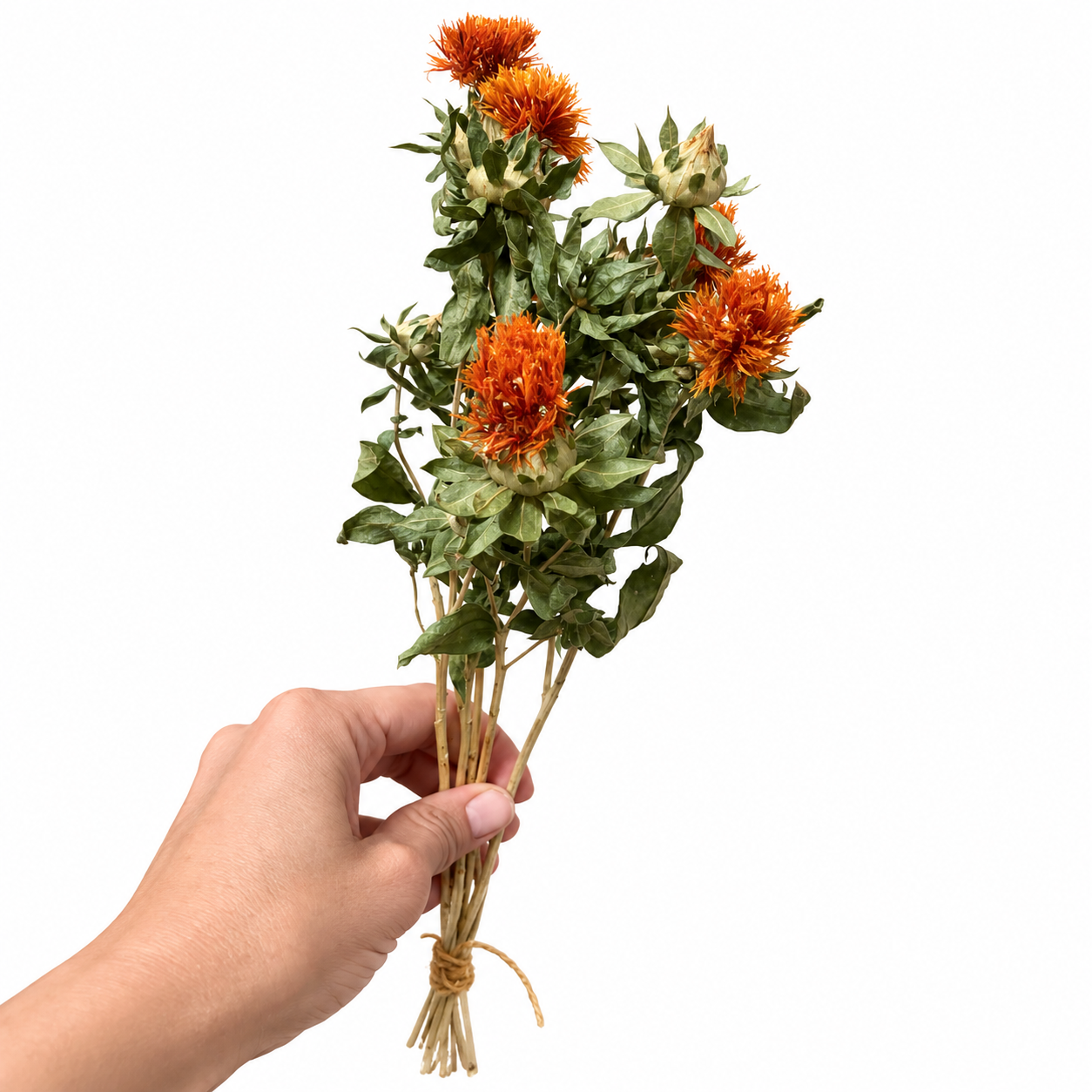 Hand holding a small dried safflower branch stem with several bright burnt-orange flowers