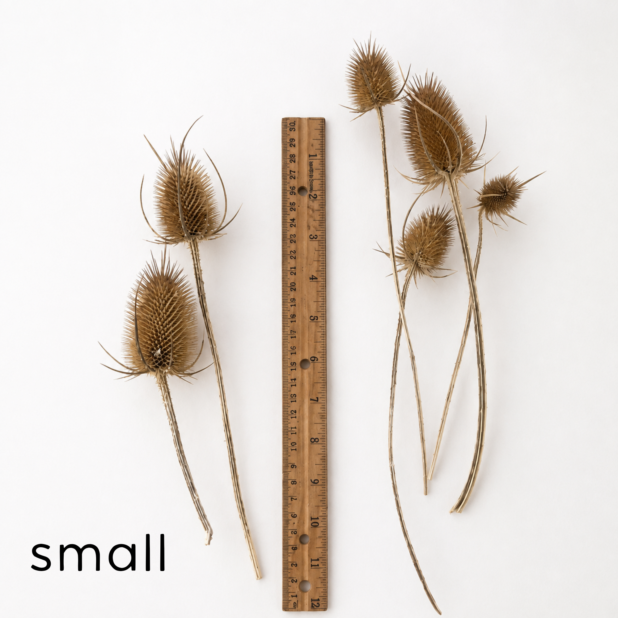 Small dried wild teasel stems measuring approximately 3–8 inches beside a ruler.