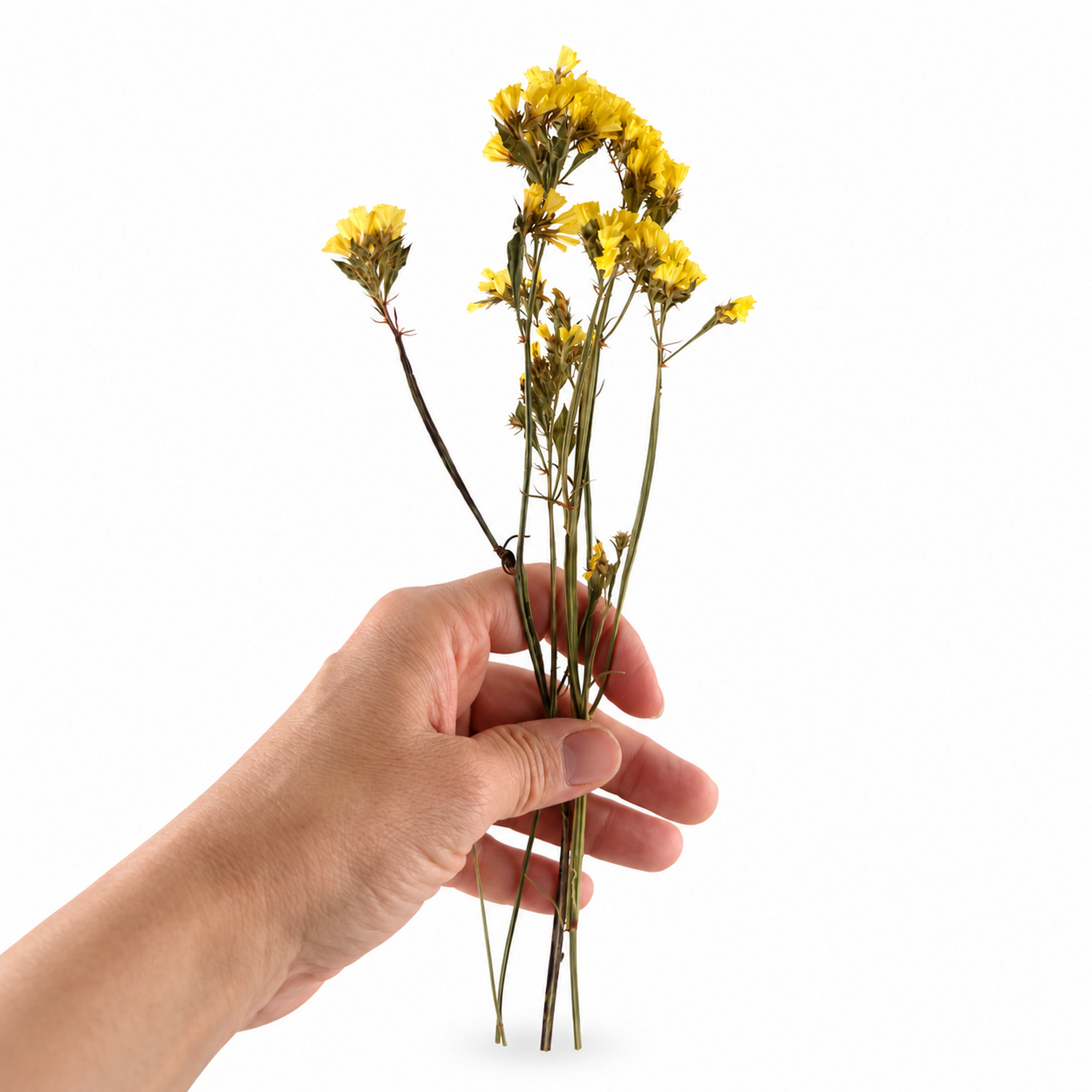 Hand holding a small five-stem bundle of dried yellow statice flowers to show its natural size and shape