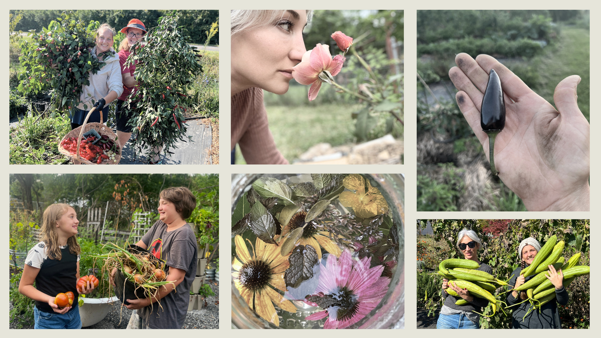 Collage of garden life at Sow the Magic — people harvesting tomatoes, smelling a rose, holding a dark pepper, kids with root vegetables, dried flowers in jar, and women holding luffa gourds