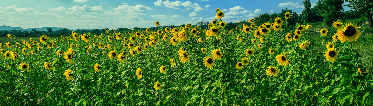 Wide field of blooming yellow sunflowers under a blue sky with clouds, Sow the Magic farm