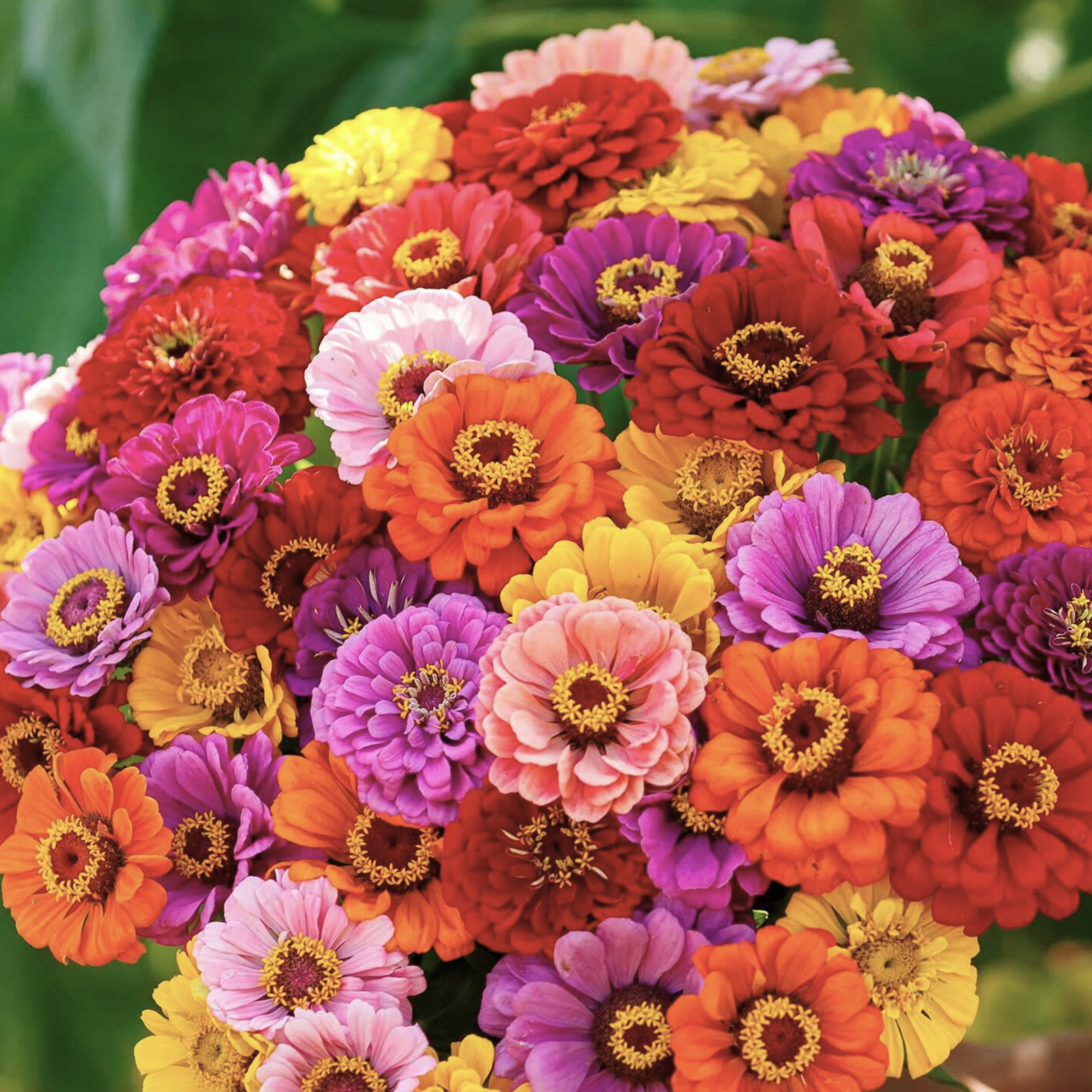 zinnia flower seed packets Illumination Zinnia Tarot Seed Packet
