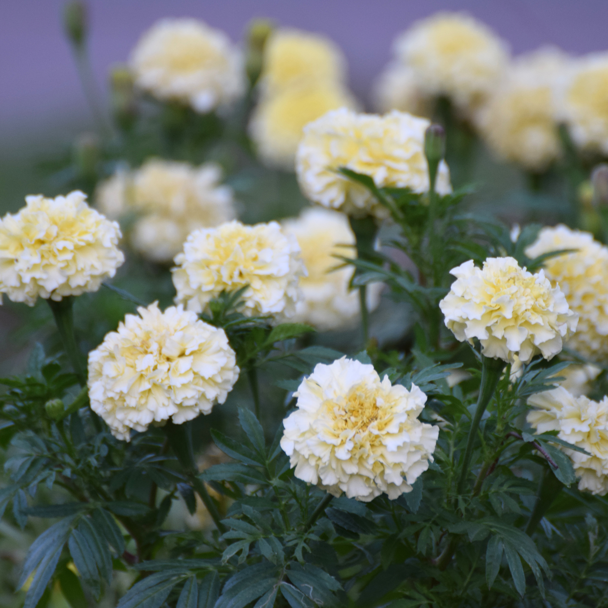 White Marigold Tarot Seed Packet