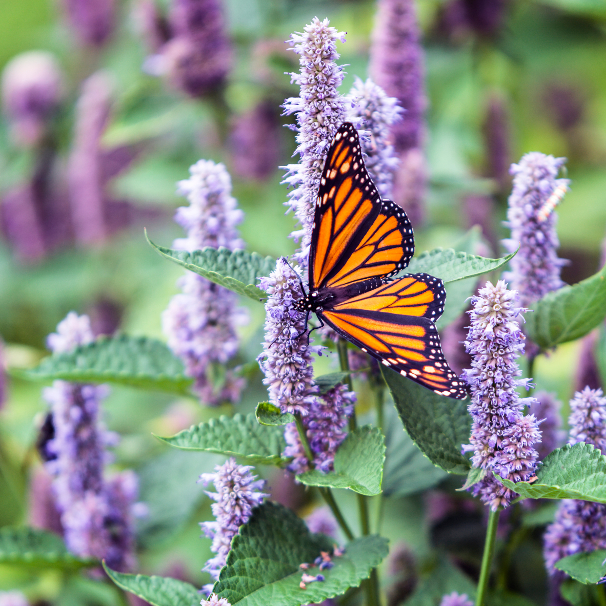 lavender hyssop plant Lavender Hyssop Lovers Tarot Seed Packet