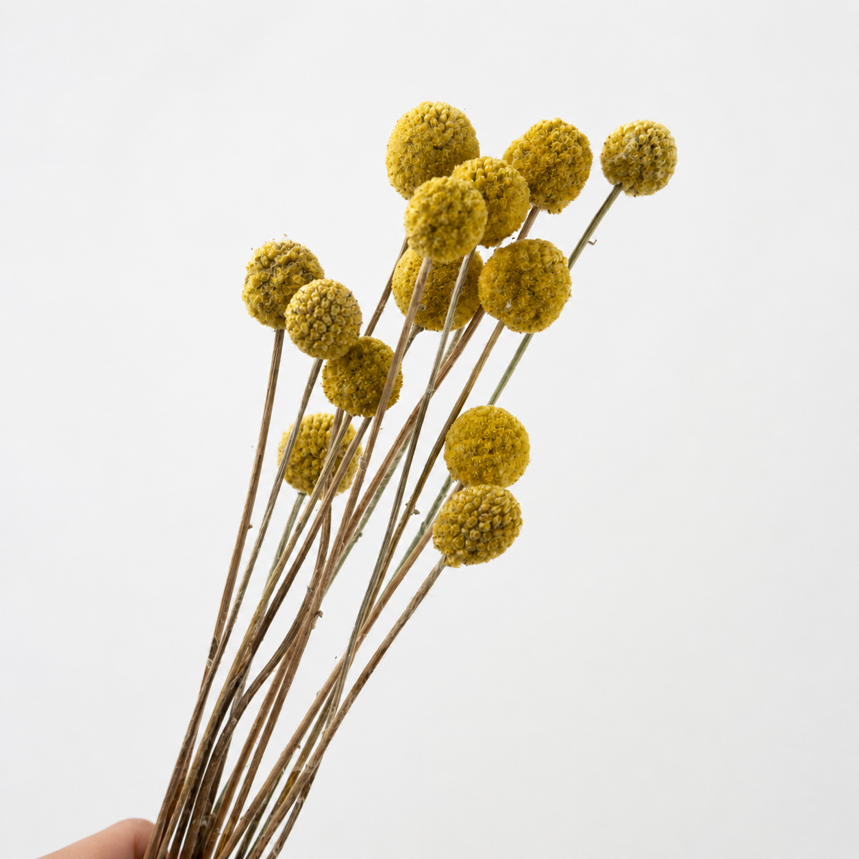 Hand holding a bundle of natural yellow dried Billy Buttons stems