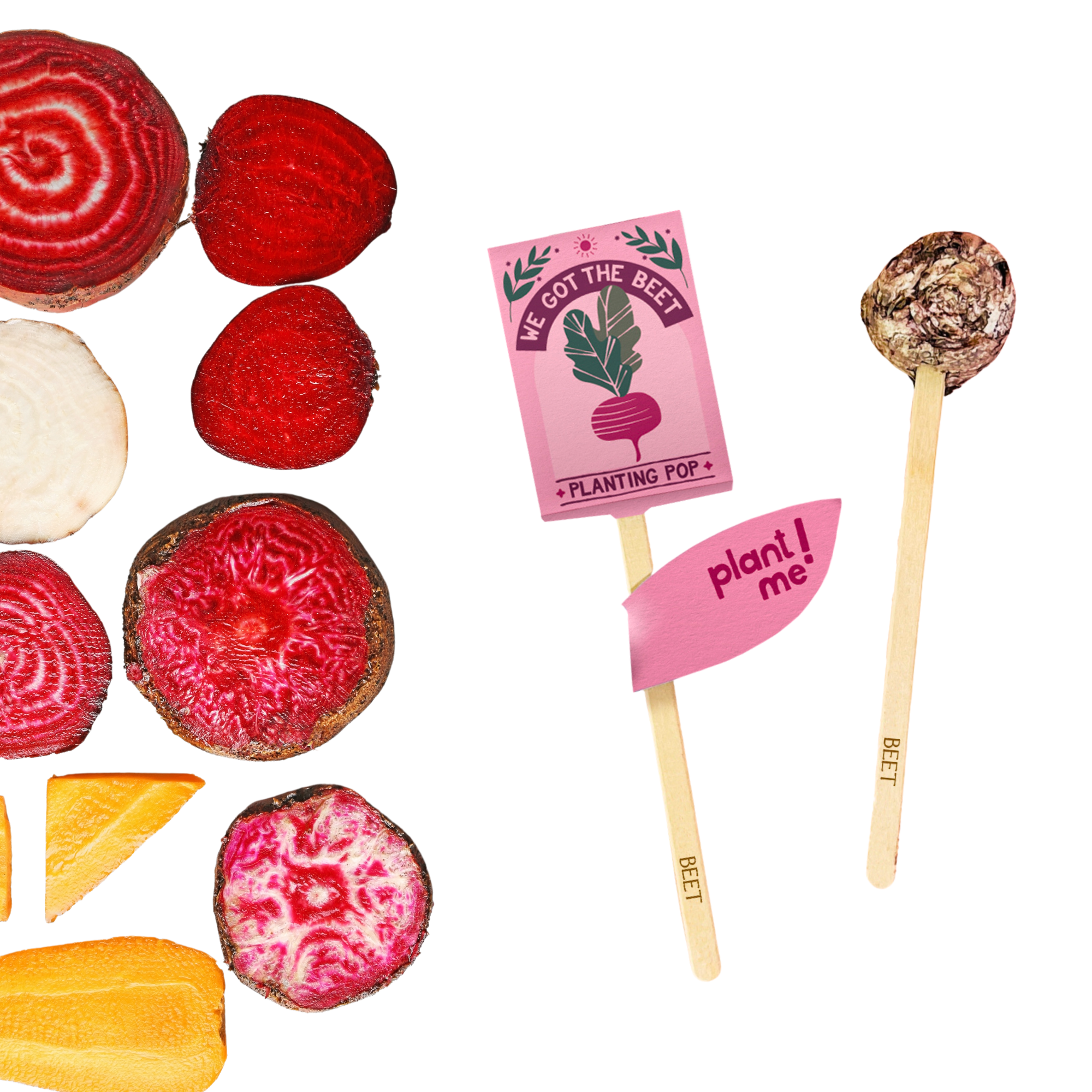 We Got The Beet planting pop next to sliced red, golden, and candy-striped beets