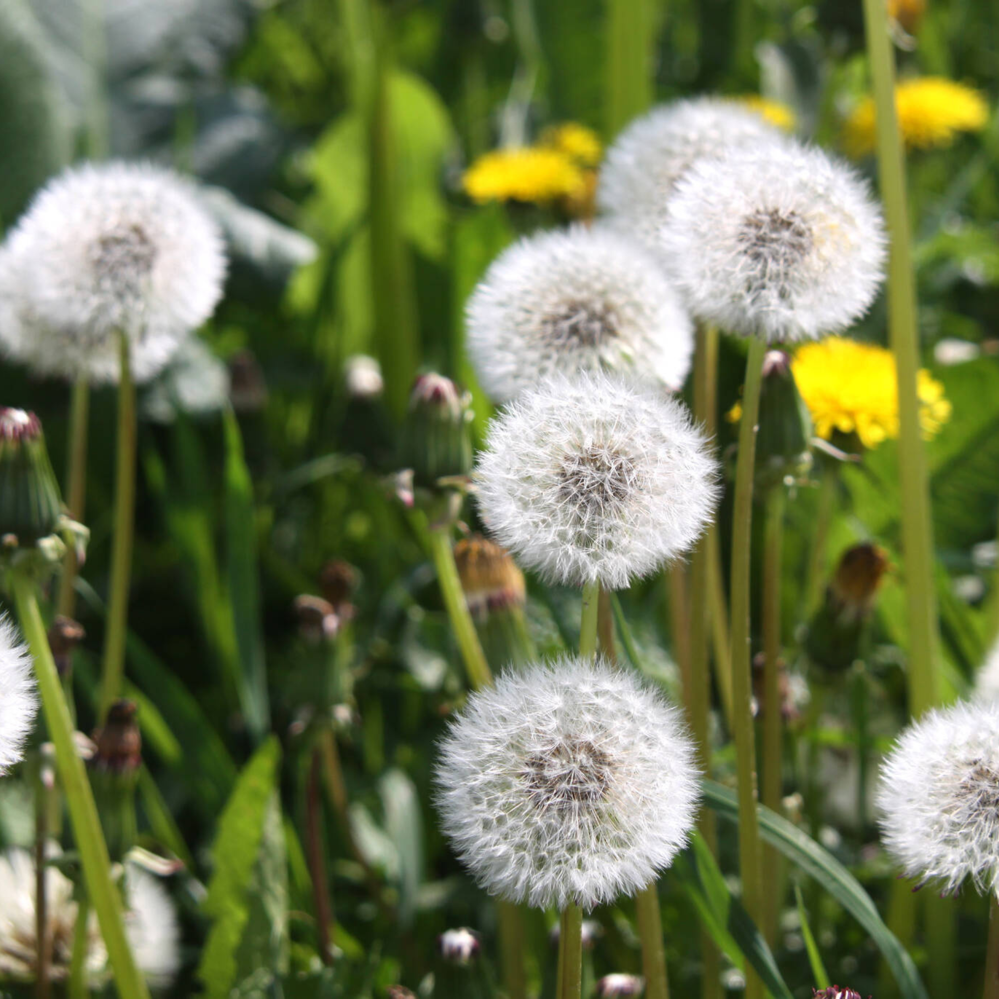 White fluffy dandelions in seed puff stage growing in a meadow with green grass and yellow flowers, perfect for natural pollinator habitats.