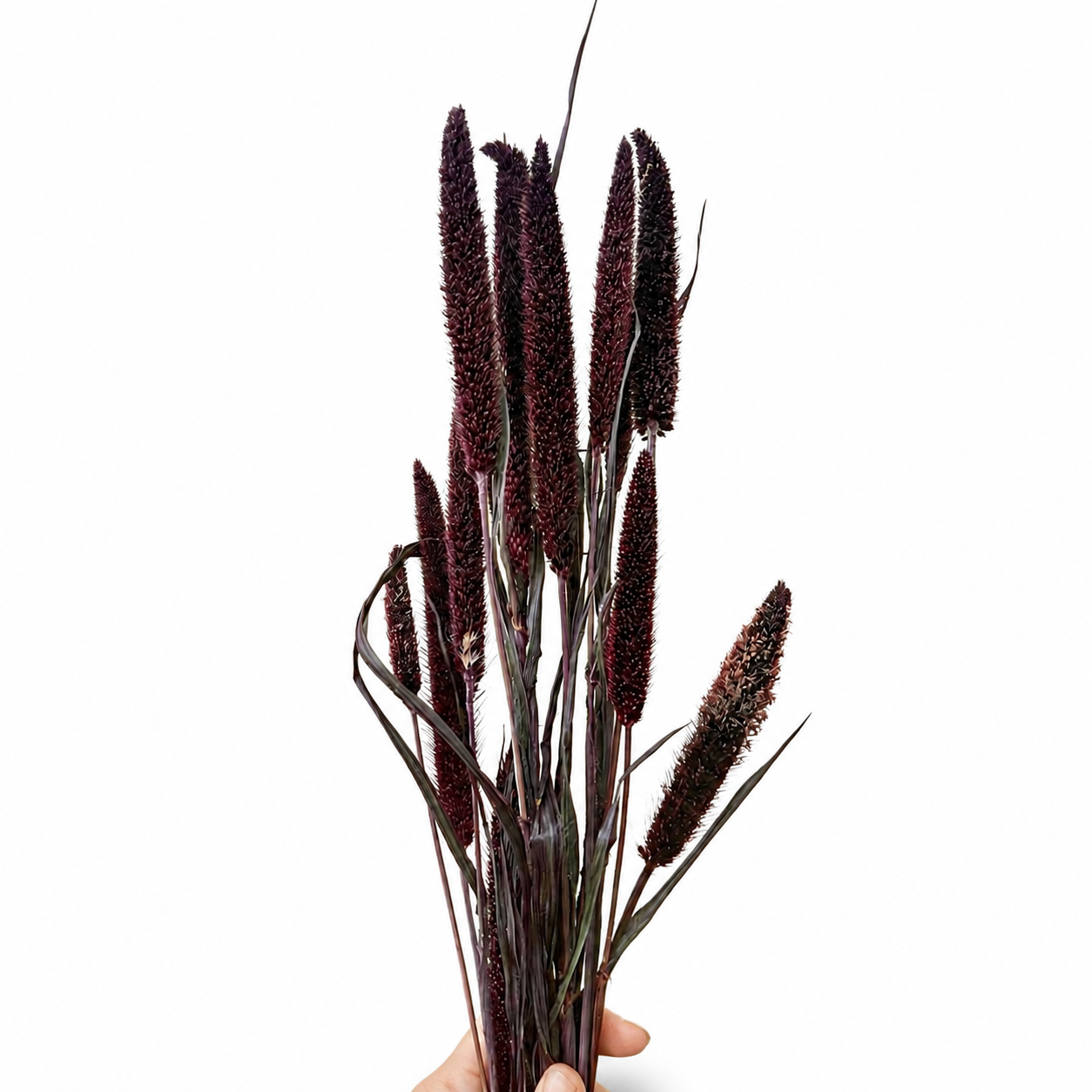 Dark burgundy dried millet stems held upright against a clean white background