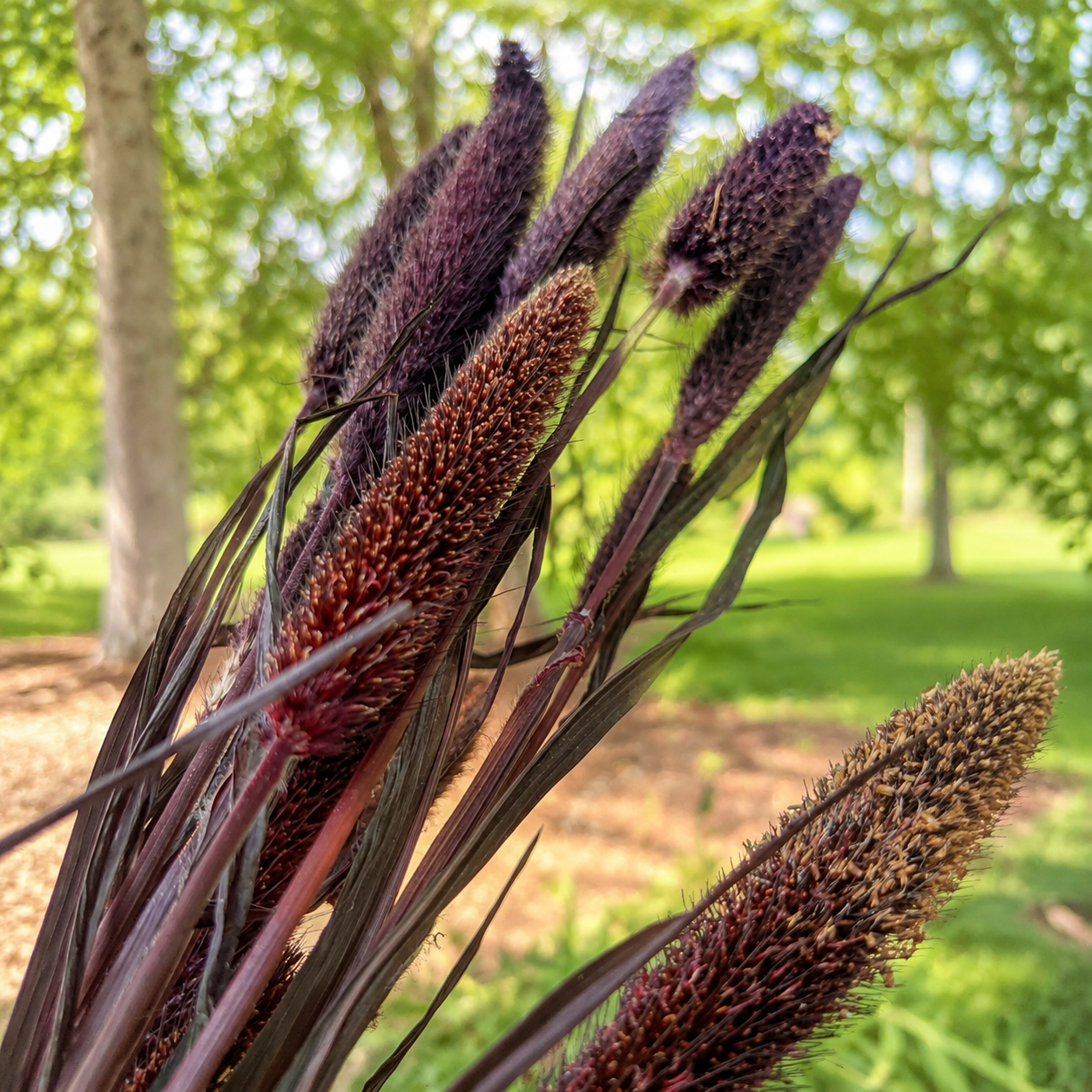 Dark burgundy purple millet seed heads photographed outdoors in natural light