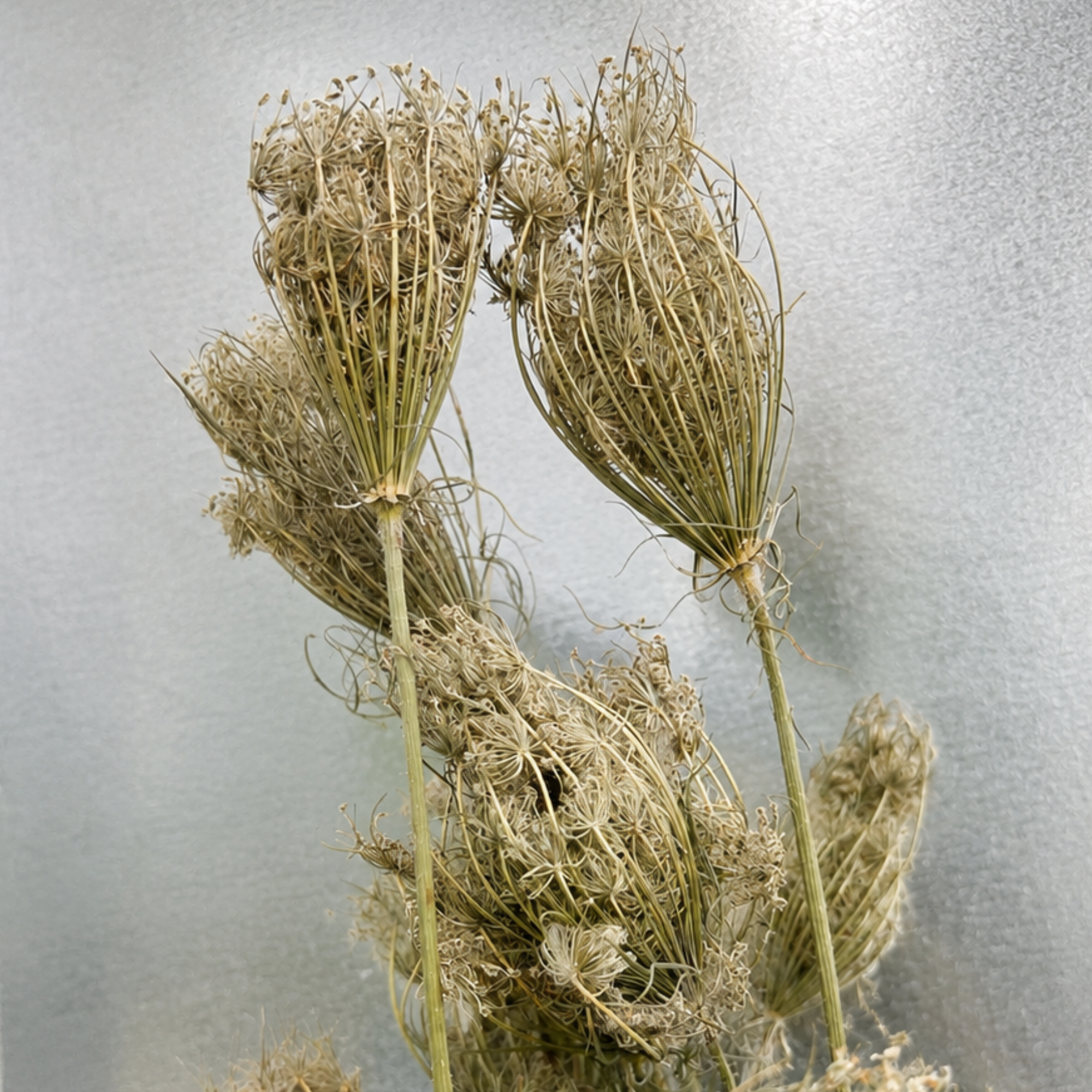 Detailed view of dried Daucus carota seed heads with natural sage-green coloring