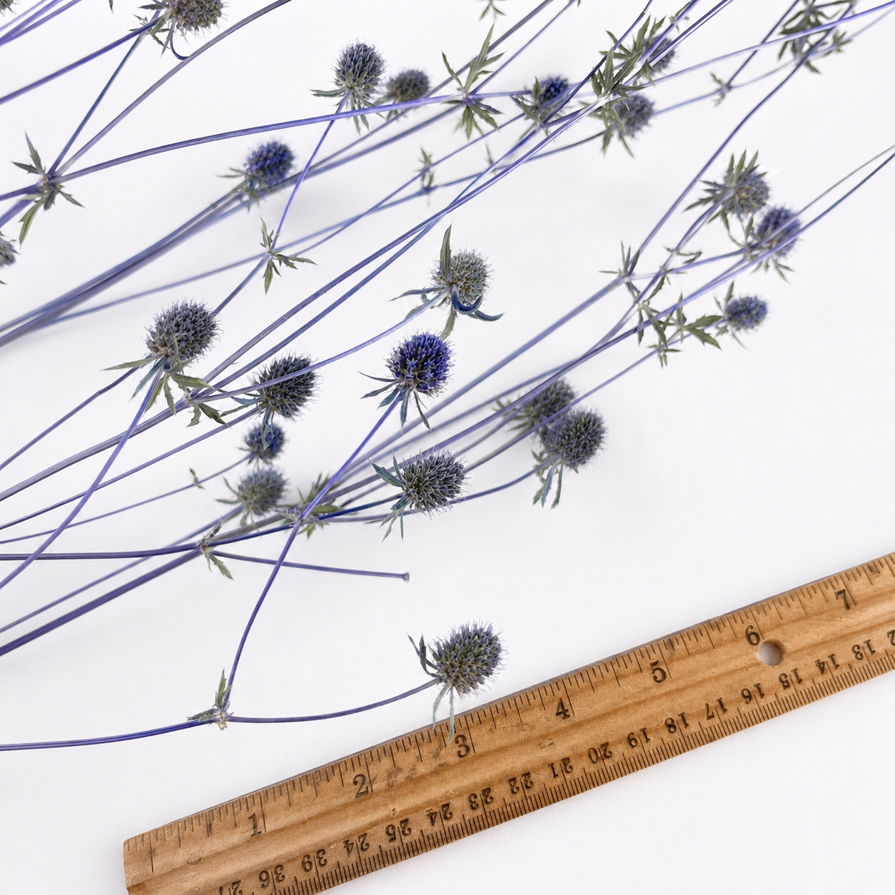 Detailed view of dried Eryngium branches and textured flower heads beside a ruler