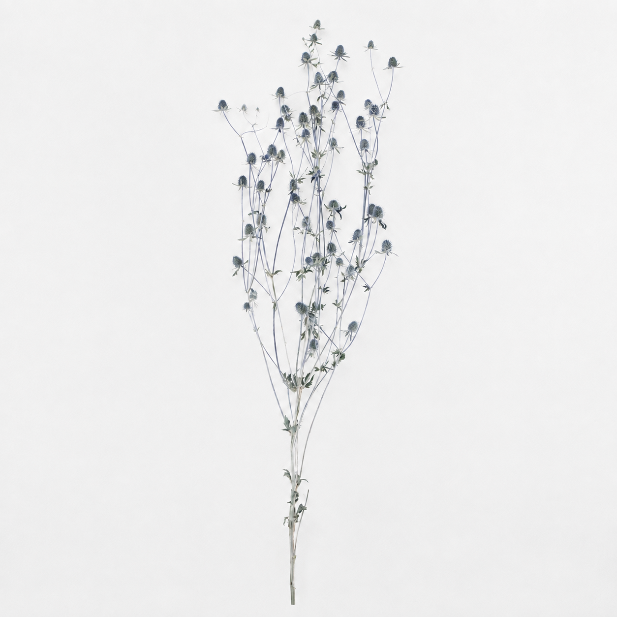 One dried Eryngium sea holly stem with multiple branches on a white background